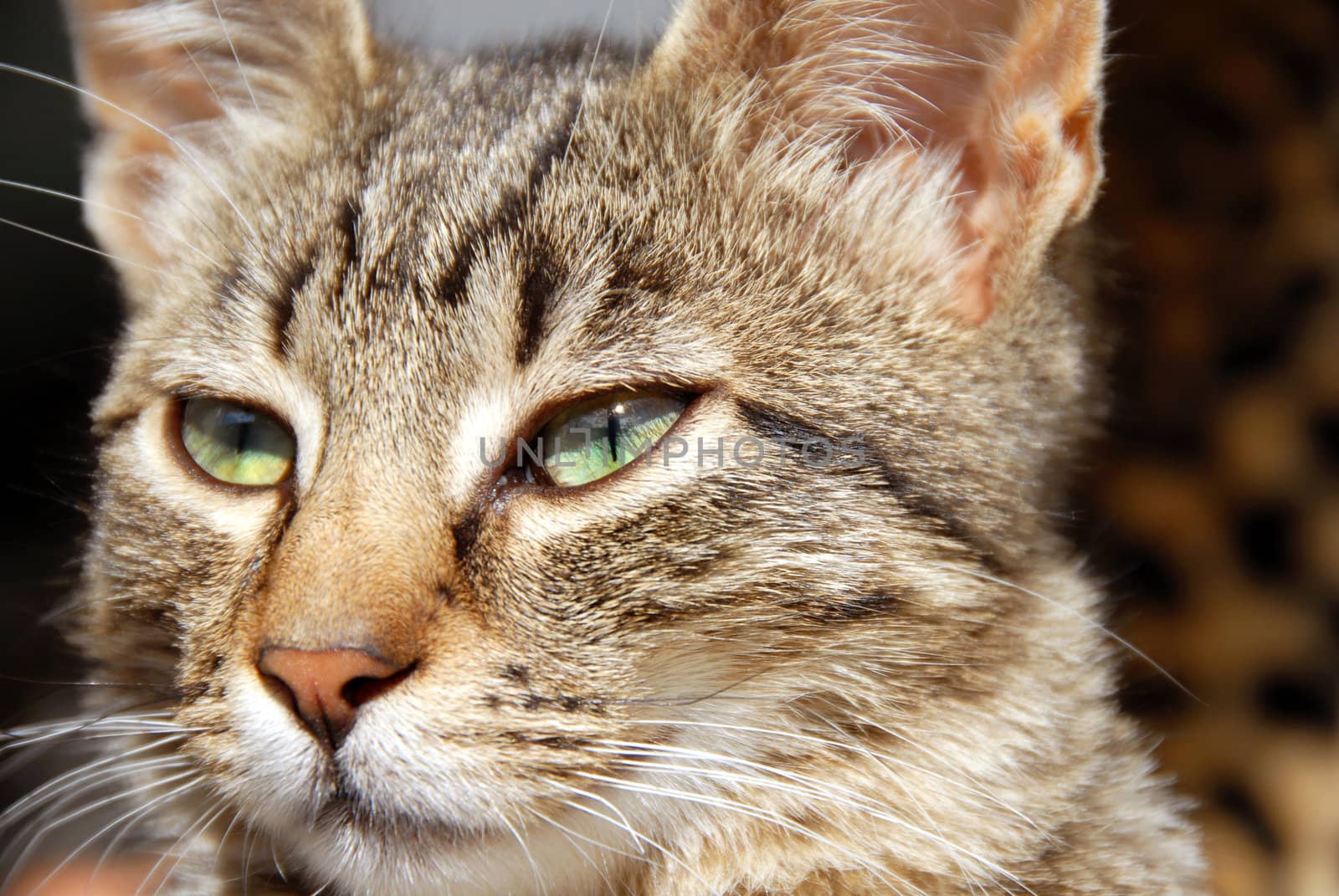young domestic mixed-bread gray cat with green eyes