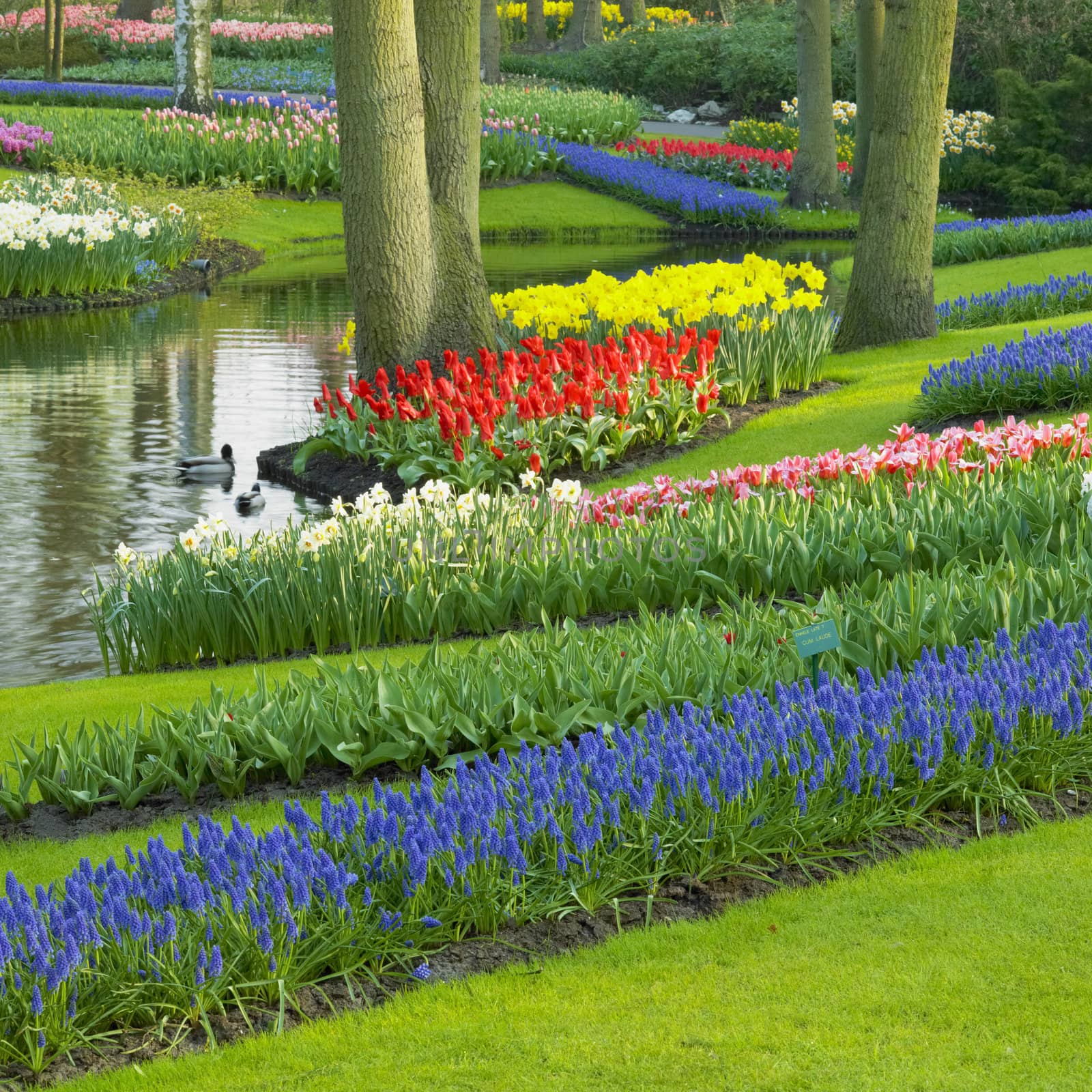 Keukenhof Gardens, Lisse, Netherlands