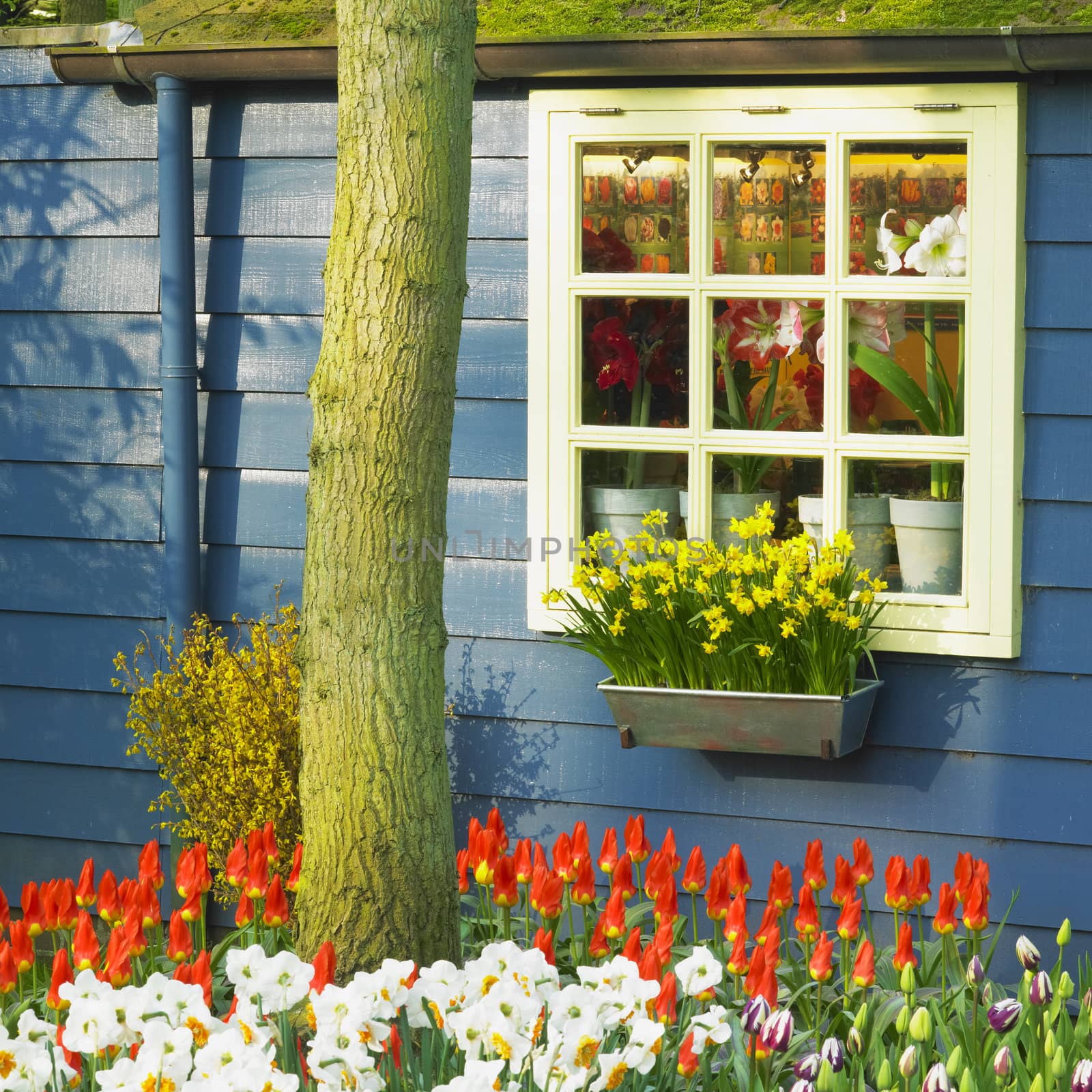 Keukenhof Gardens, Lisse, Netherlands