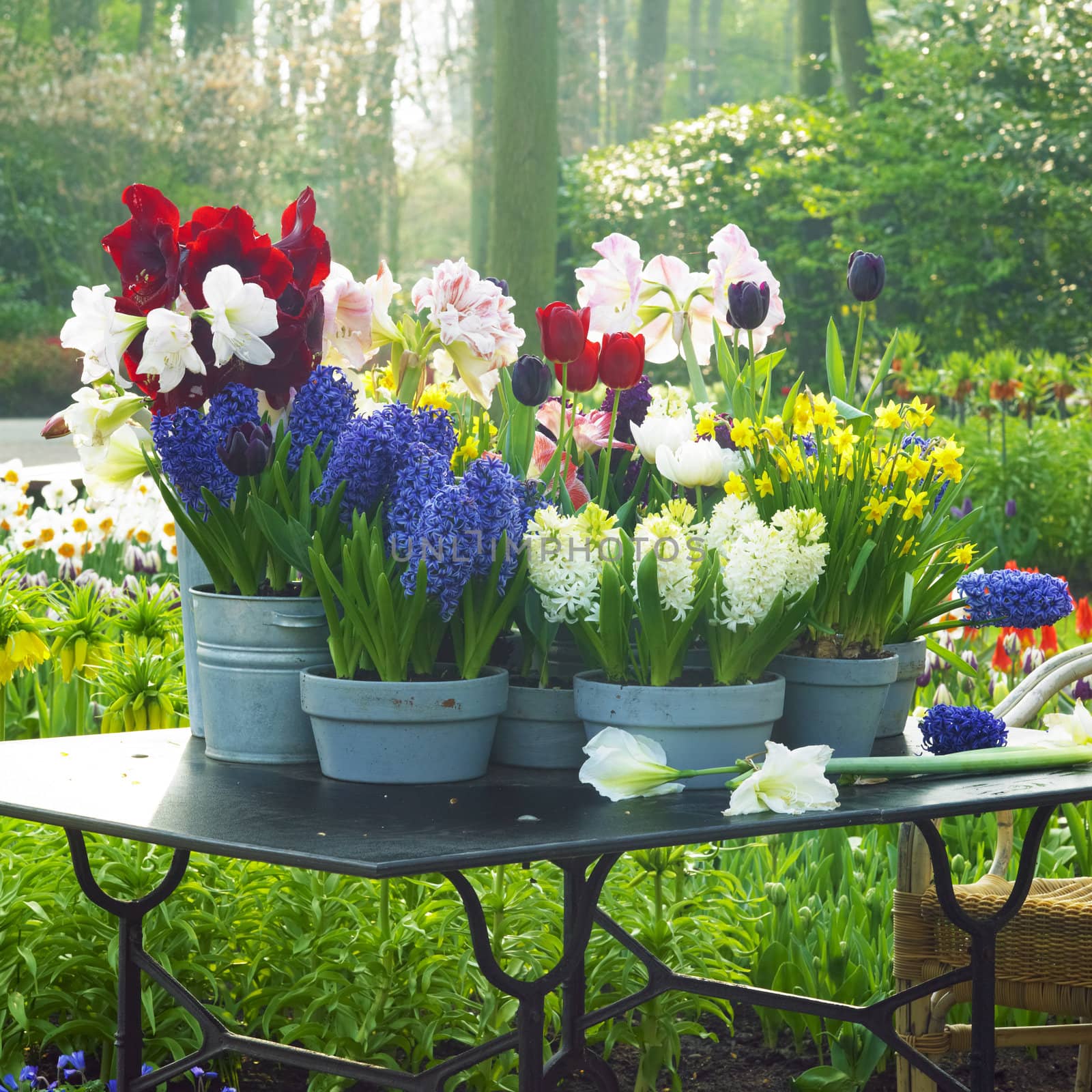 Keukenhof Gardens, Lisse, Netherlands