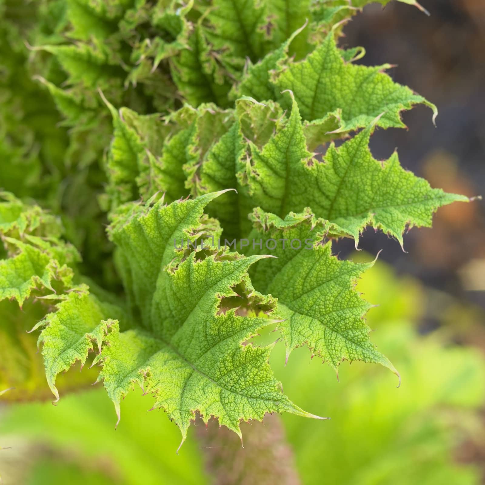 detail of leaf, Keukenhof Gardens, Lisse, Netherlands