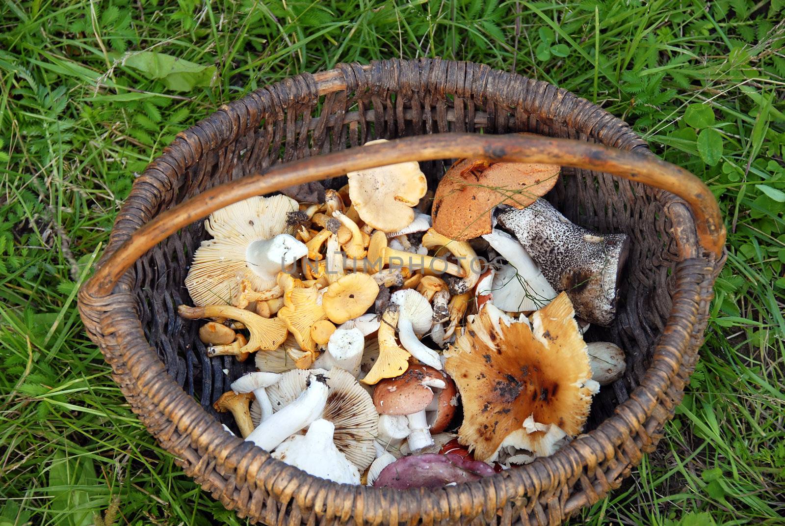 various fresh mushrooms in basket over grass