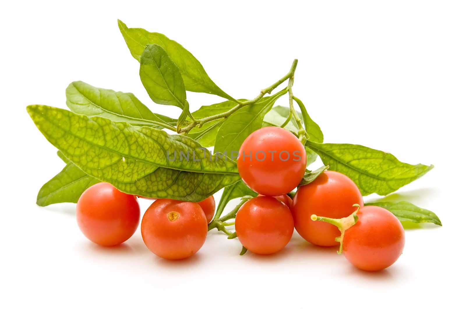 Freshly harvested tomatoes on white background