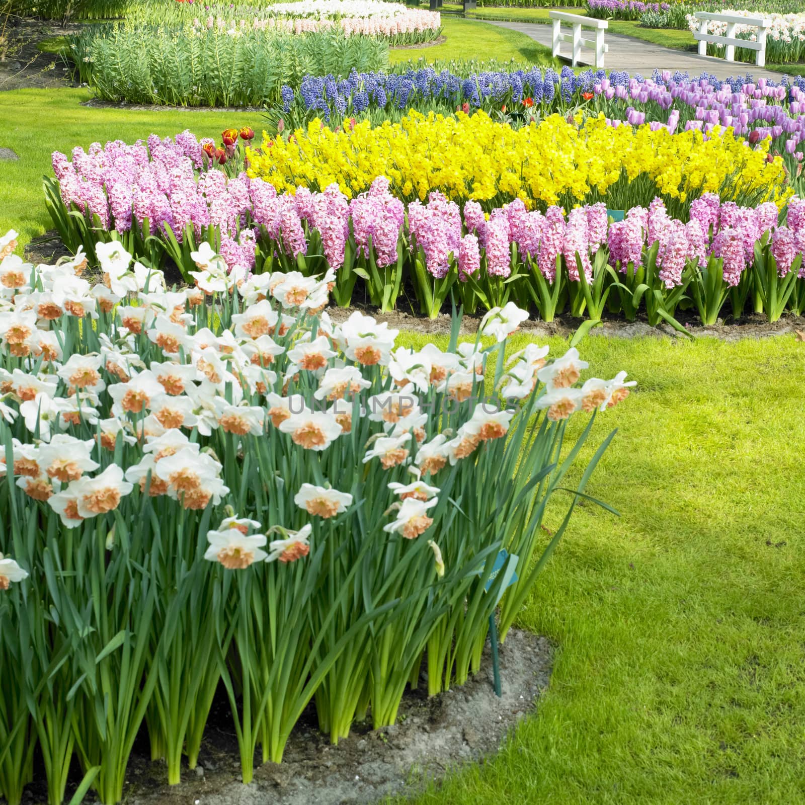 Keukenhof Gardens, Lisse, Netherlands