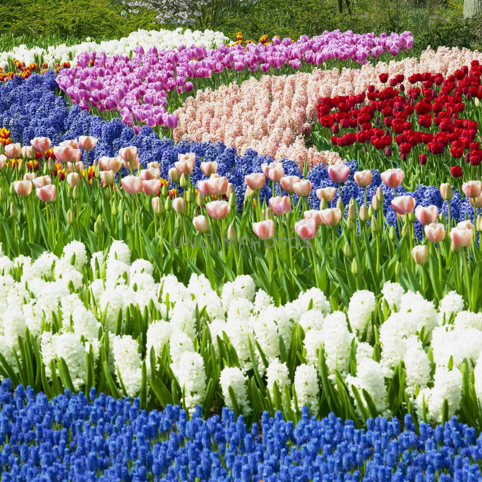 Keukenhof Gardens, Lisse, Netherlands