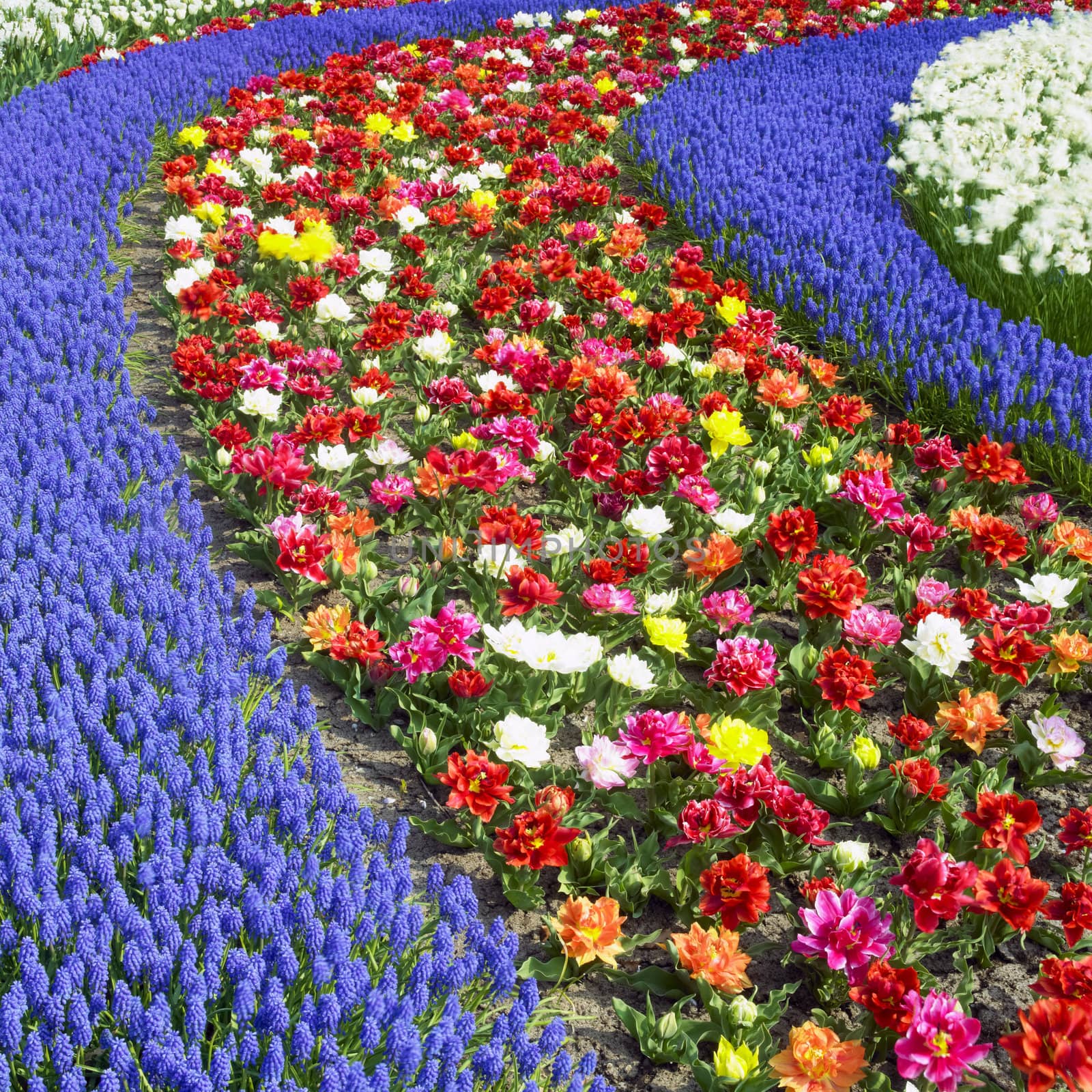 Keukenhof Gardens, Lisse, Netherlands