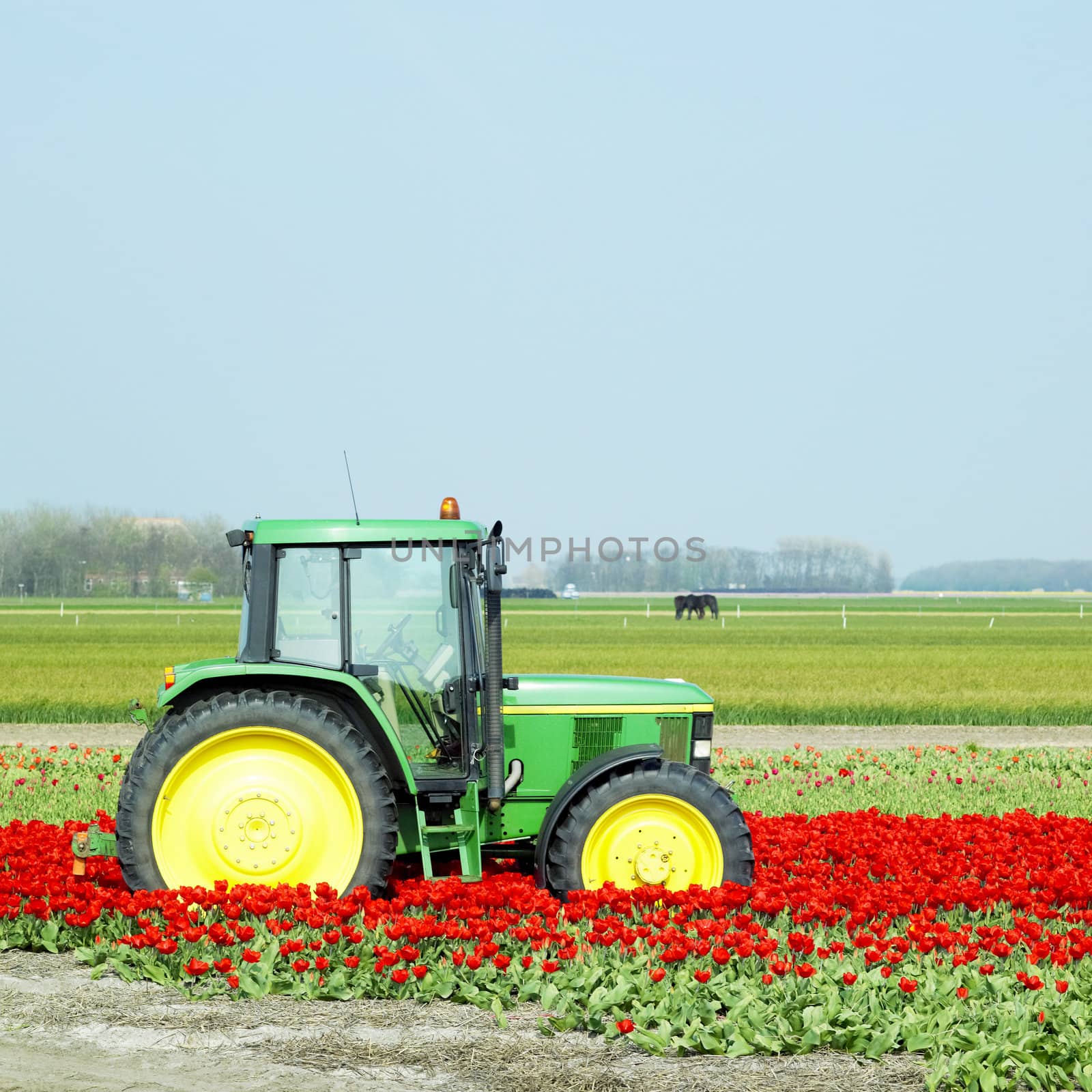 tractor on the tulip field, Netherlands