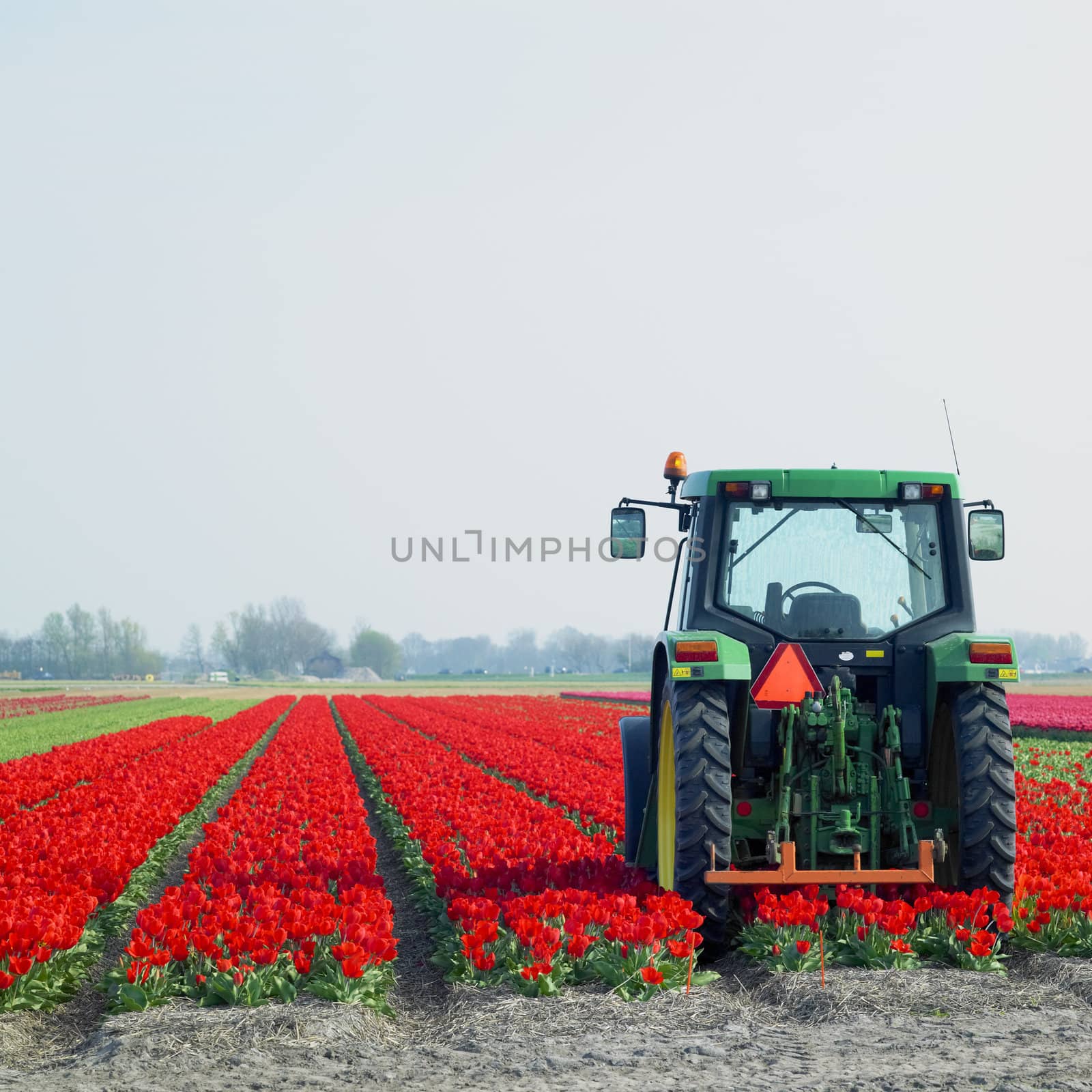 tractor on the tulip field, Netherlands