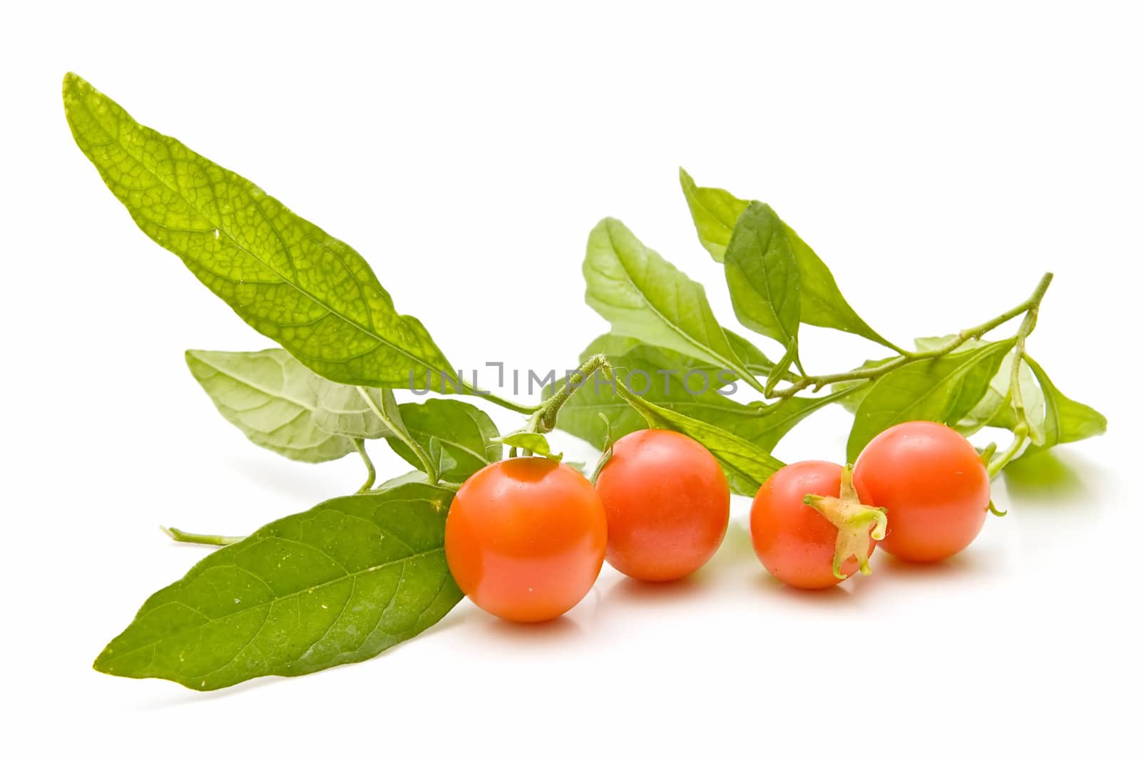 Freshly harvested tomatoes on white background