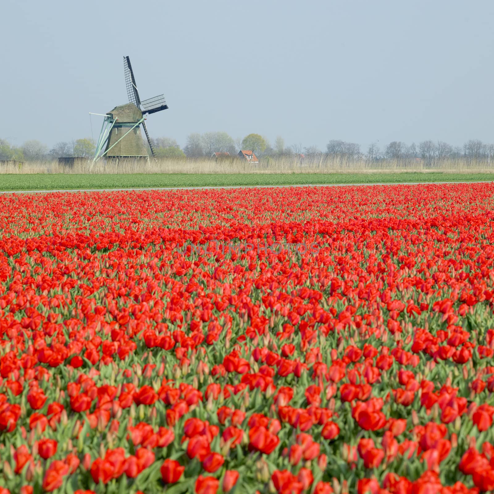 windmill with tulip field near Ooster Egalementsloot canal, Netherlands