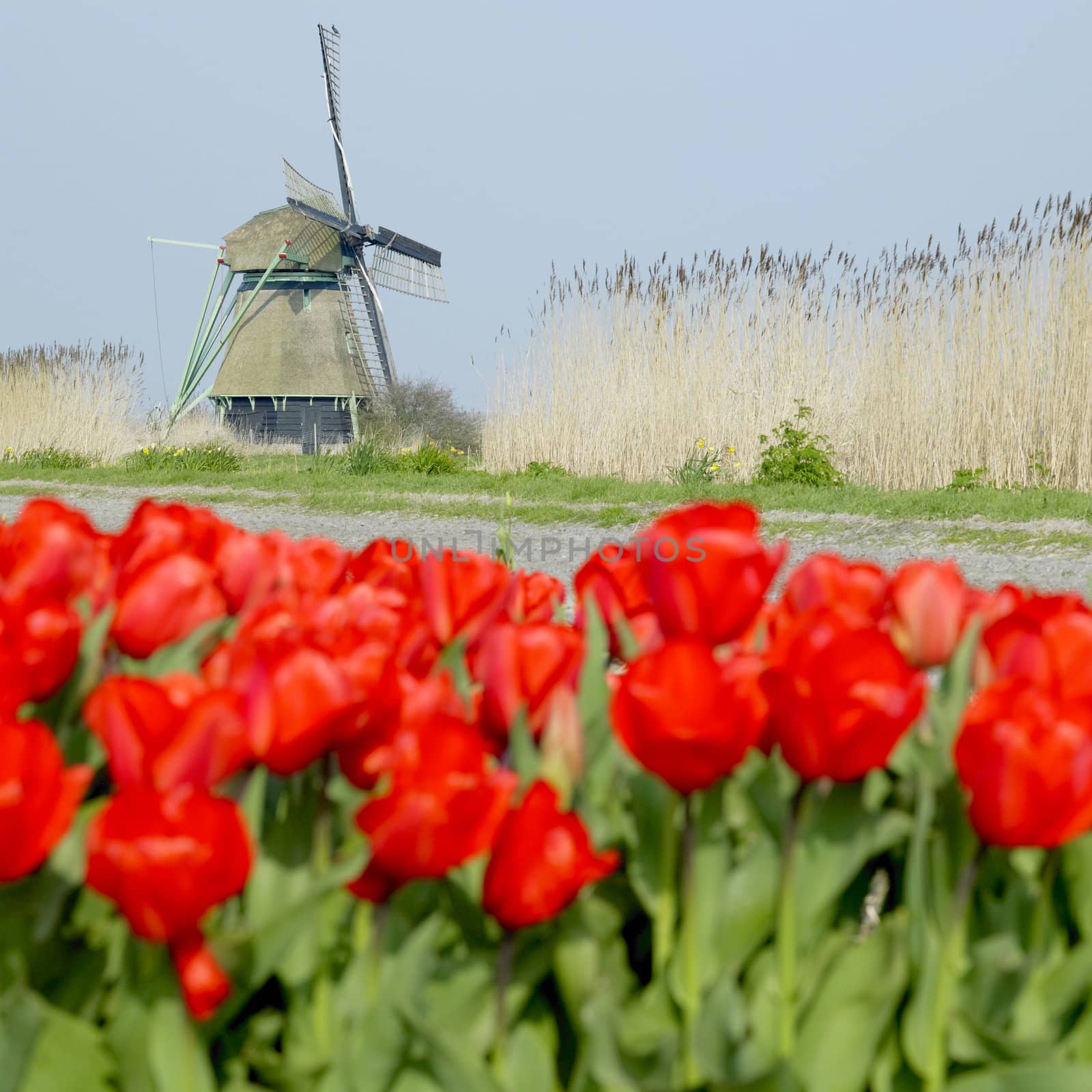 windmill with tulip field near Ooster Egalementsloot canal, Netherlands