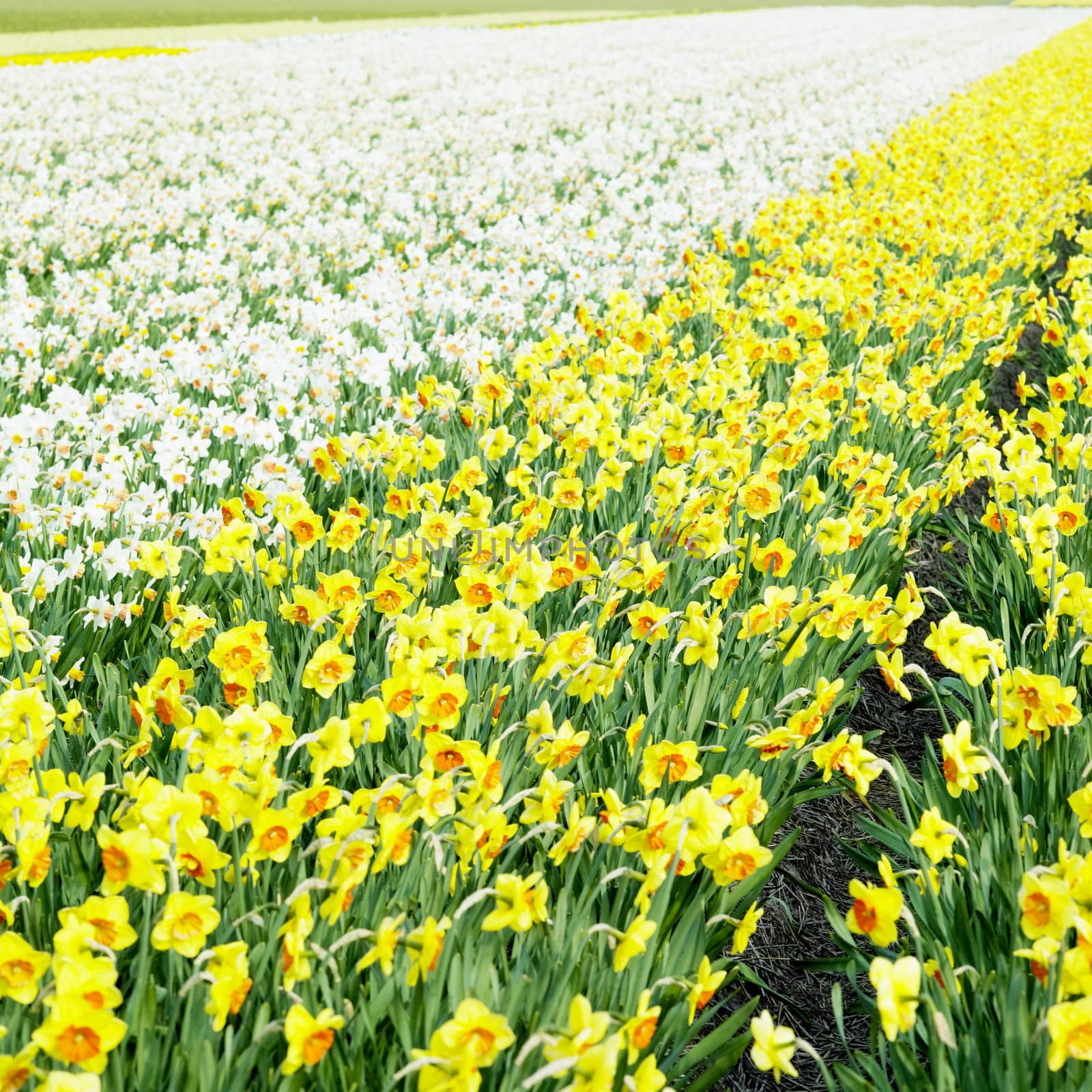 daffodil field, Netherlands