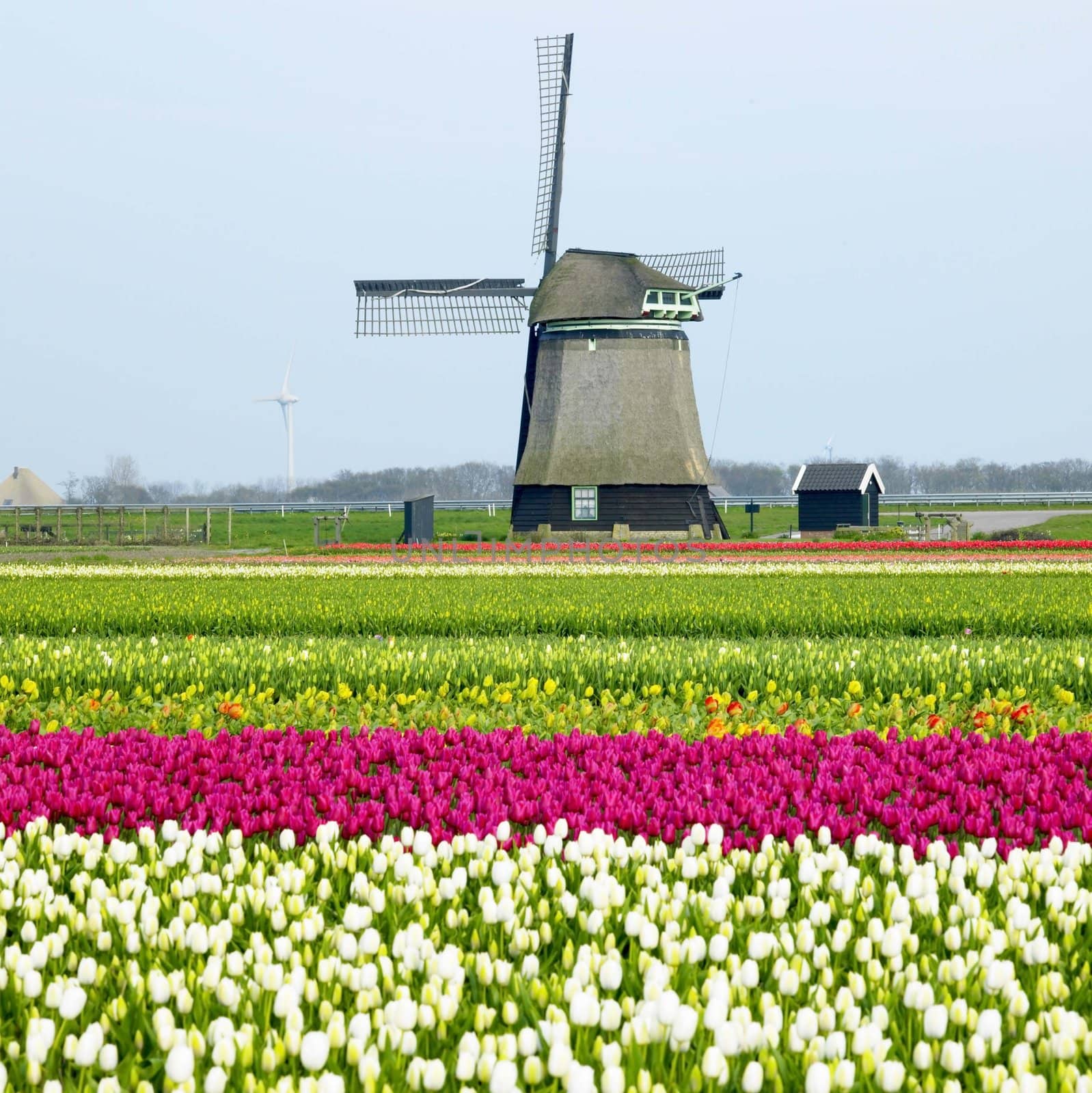 windmill with tulip field near Sint-Maartens-vlotbrug, Netherlands