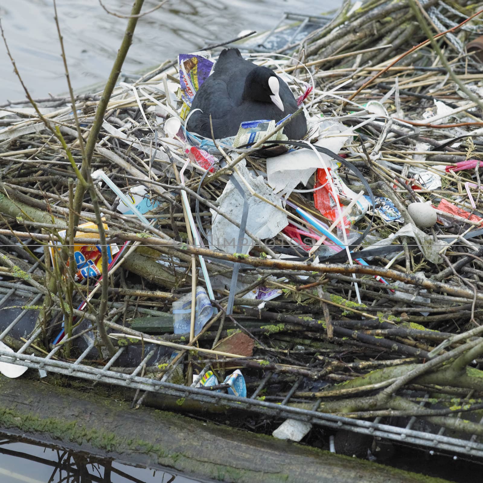 nest with rubbish, Alkmaar, Netherlands