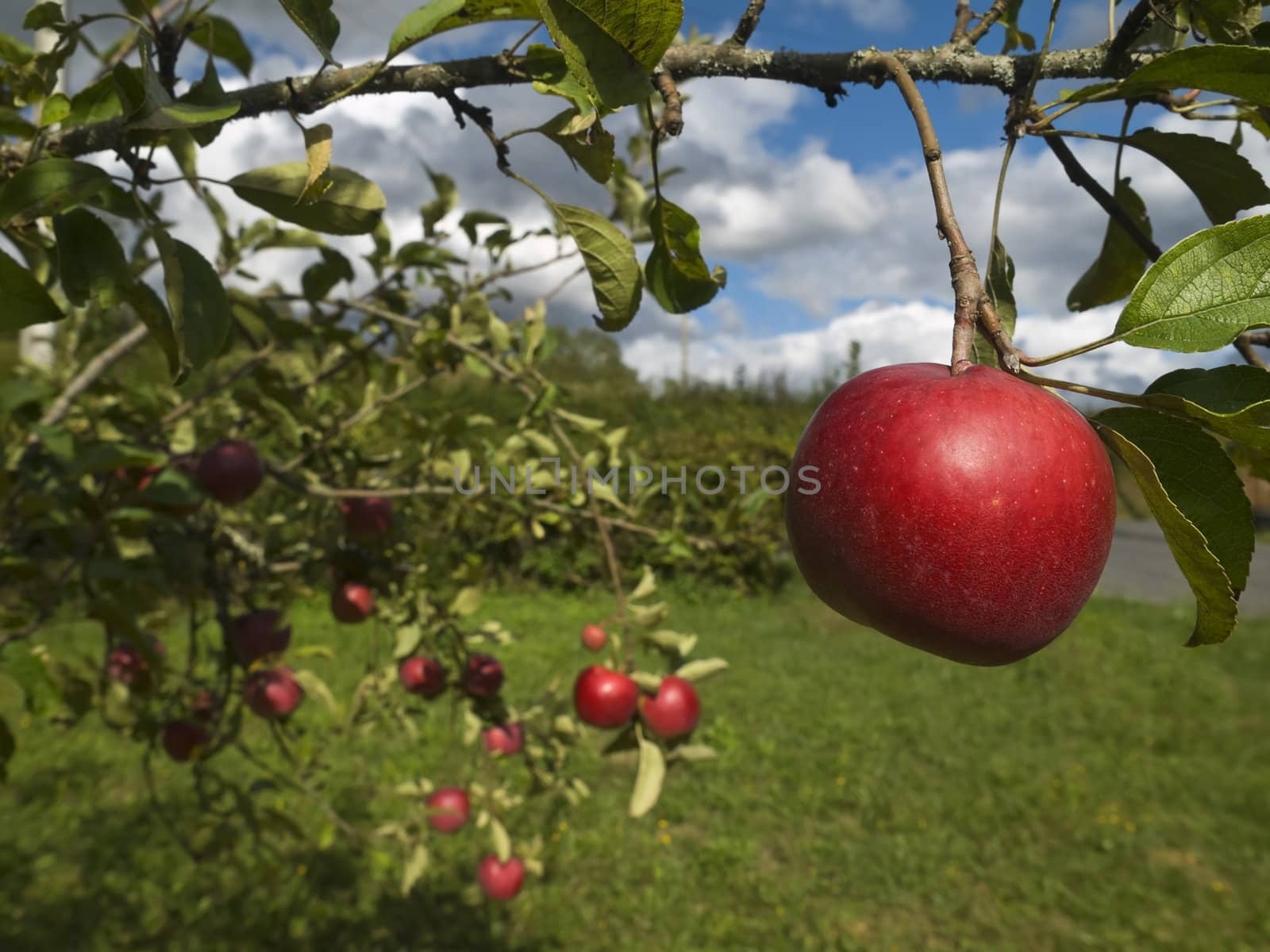 Several red apples hanging on the tree. Focus on the foreground.
