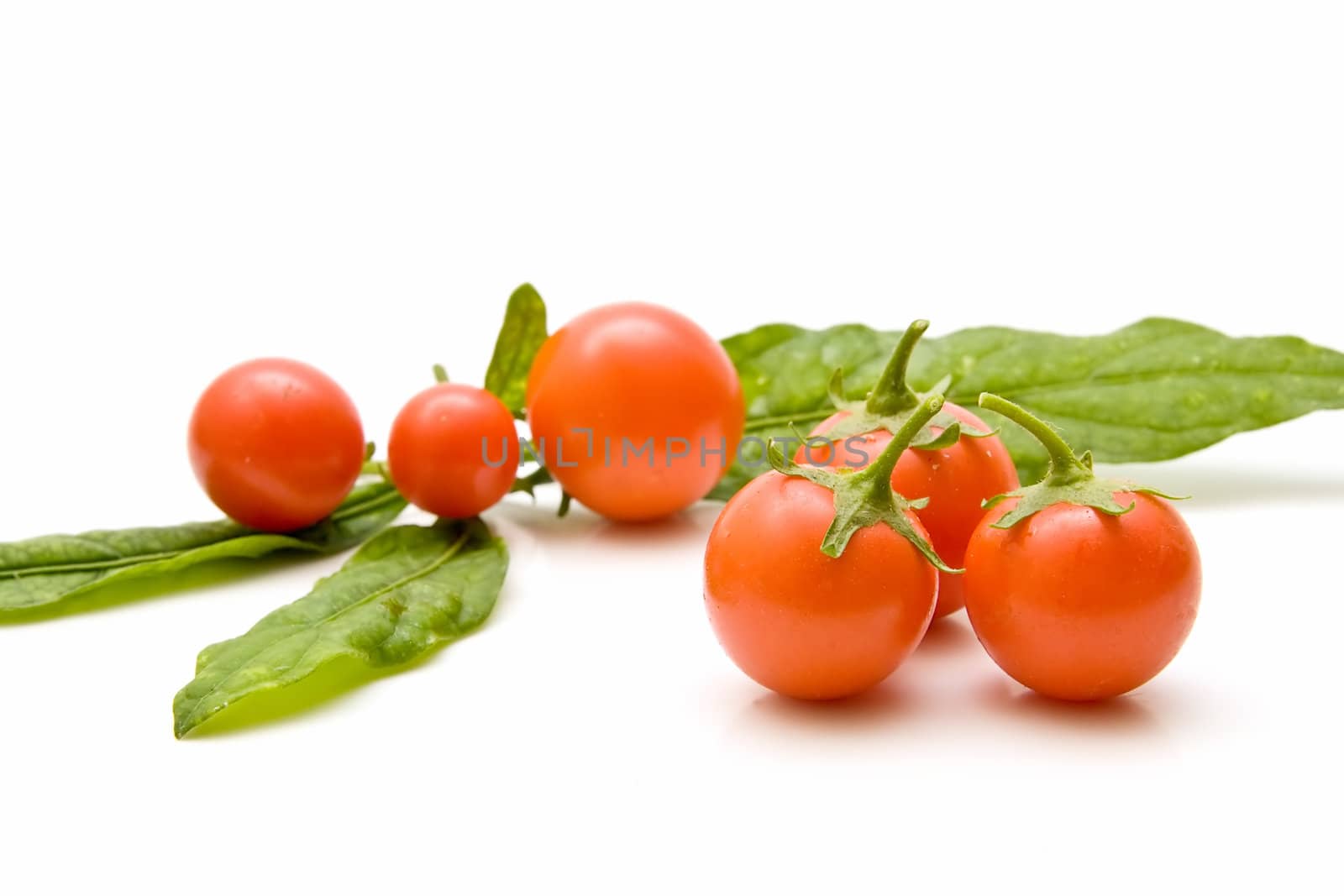 Freshly harvested tomatoes on white background