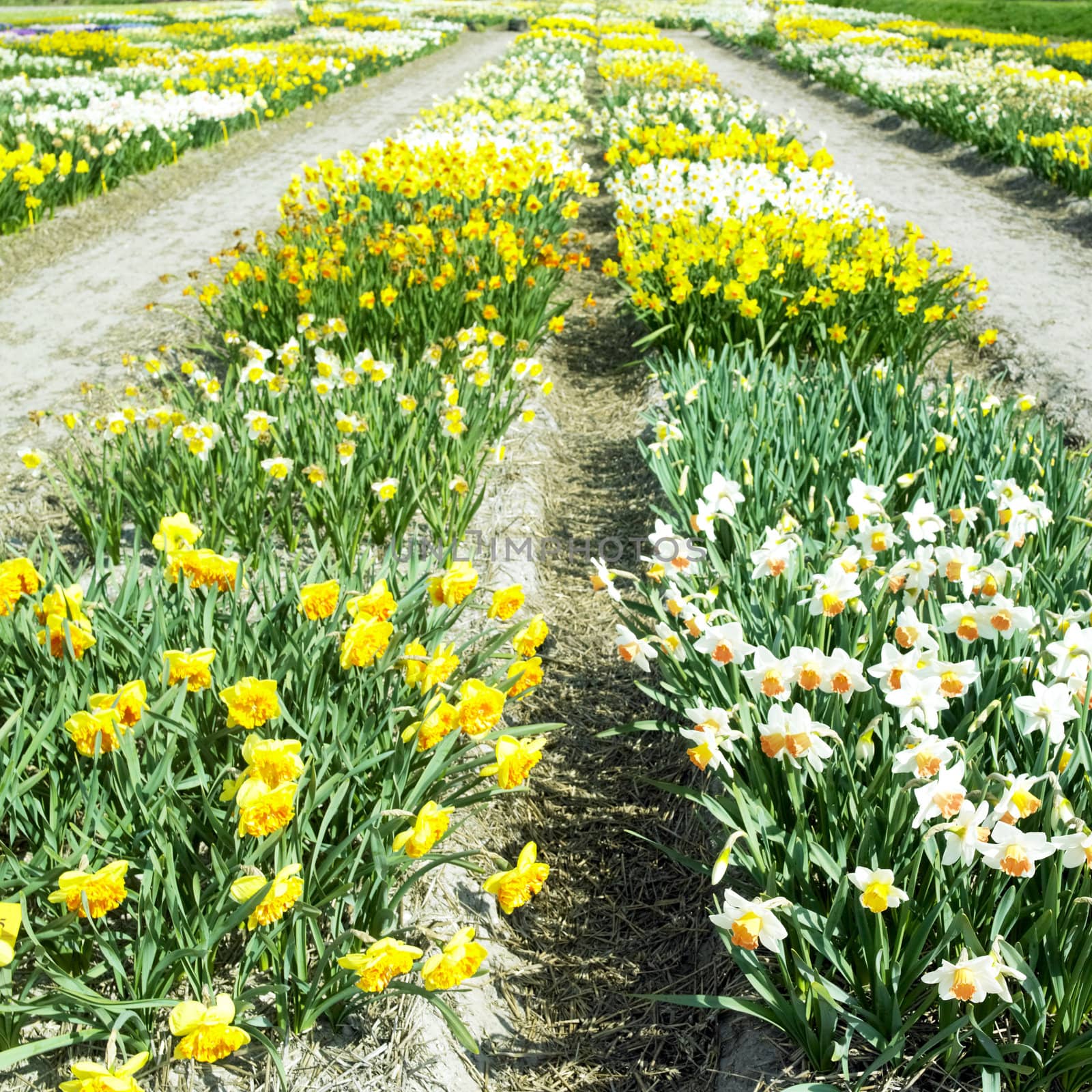 garden, Netherlands