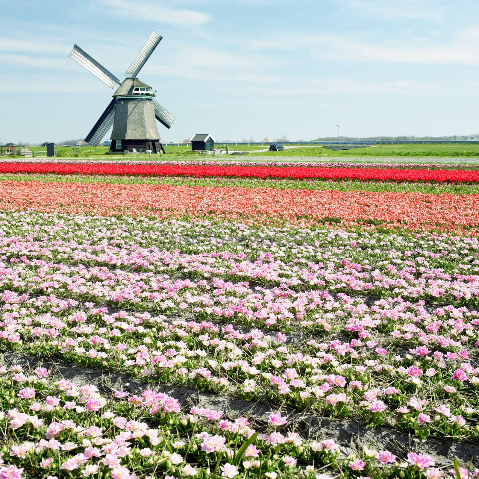 windmill with tulip field near Sint-Maartens-vlotbrug, Netherlands