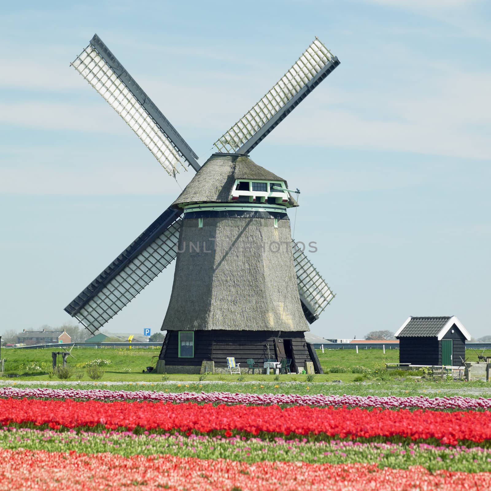 windmill with tulip field near Sint-Maartens-vlotbrug, Netherlands