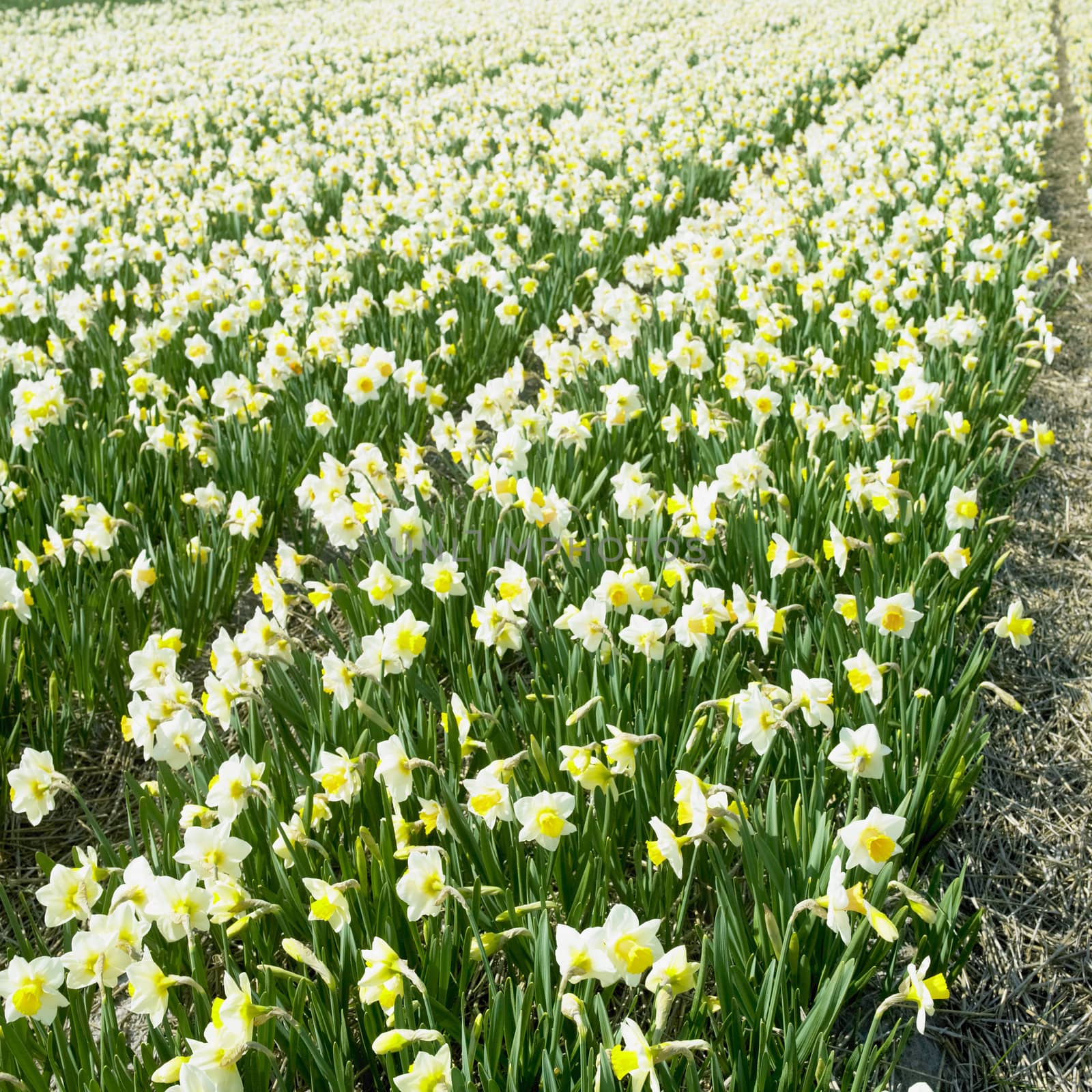 daffodil field, Netherlands