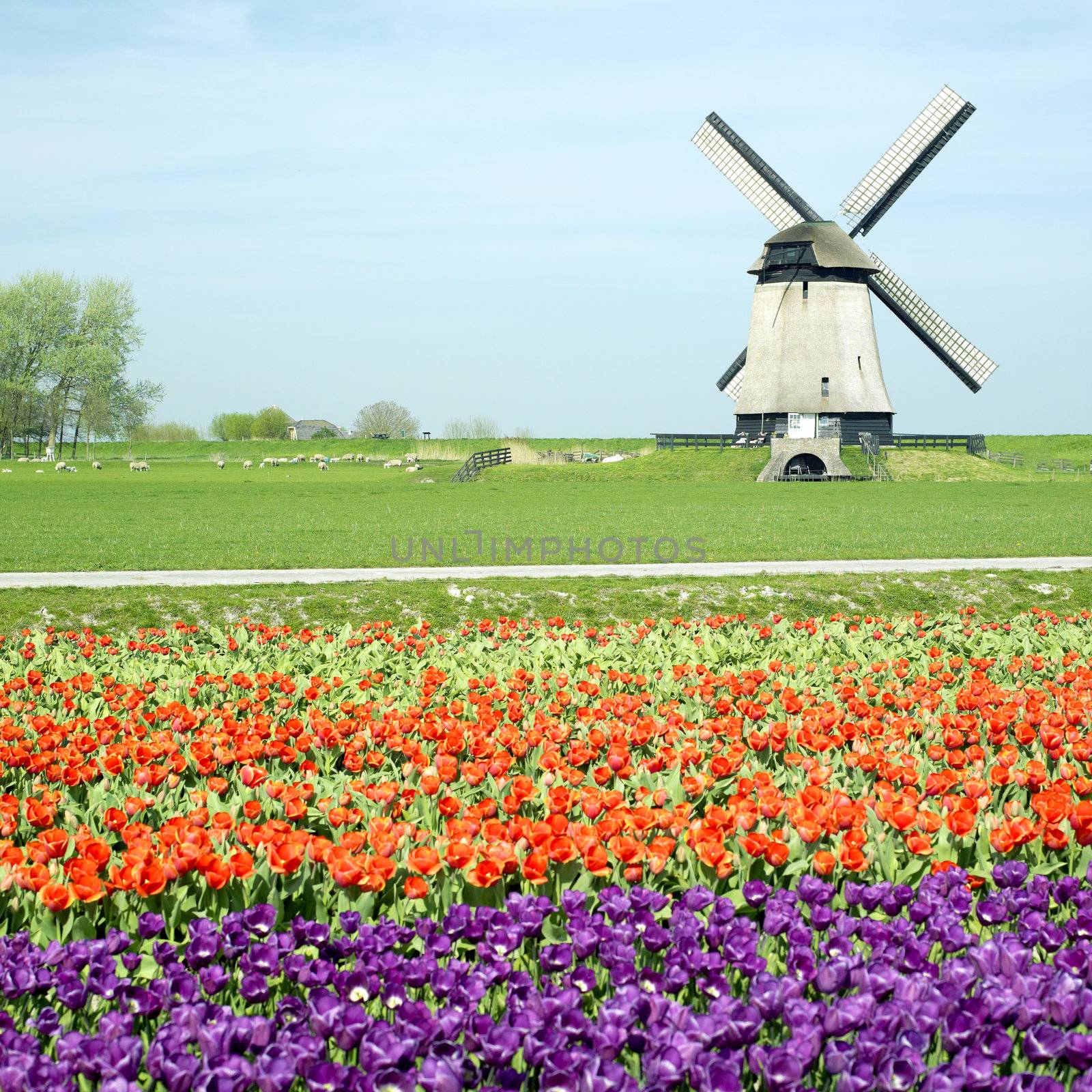 windmill with tulip field near Schermerhorn, Netherlands