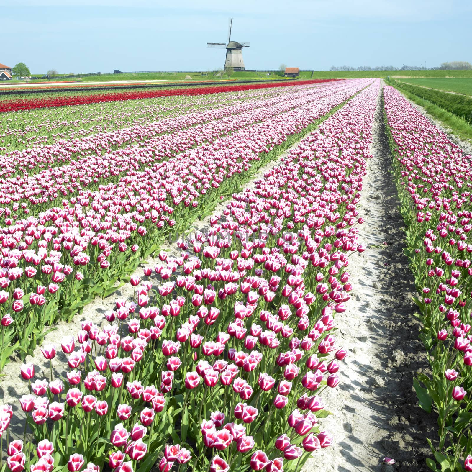 windmill with tulip field near Schermerhorn, Netherlands