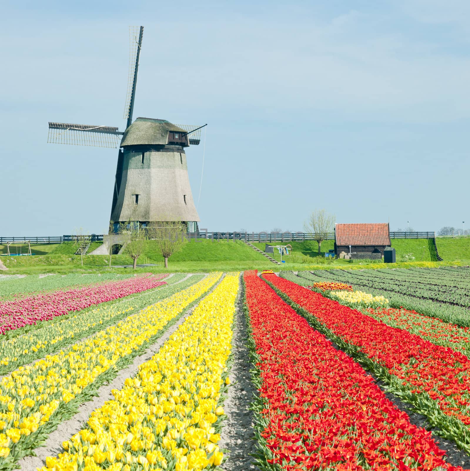 windmill with tulip field near Schermerhorn, Netherlands