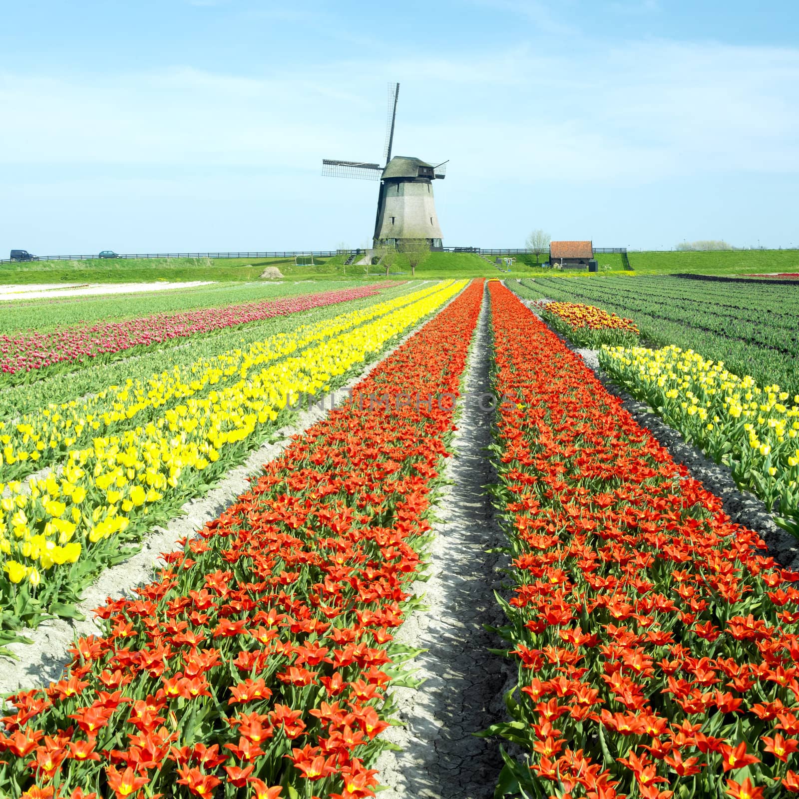 windmill with tulip field near Schermerhorn, Netherlands