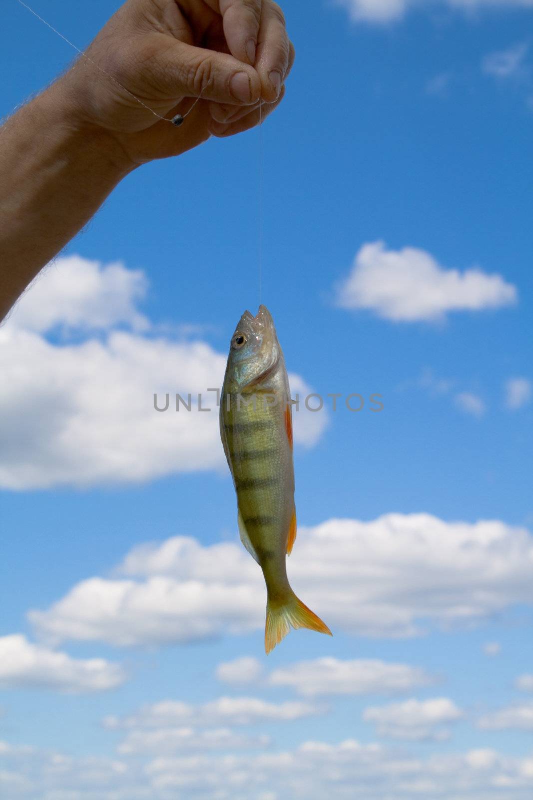 Hand holding a fish caught on a fishing line with clouds