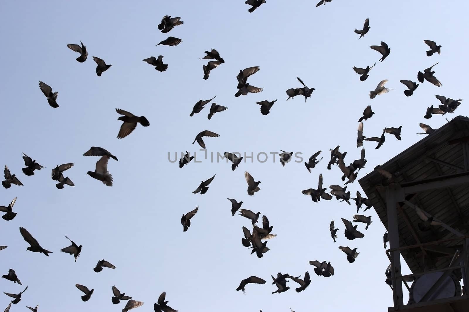 Flying birds by alexkosev