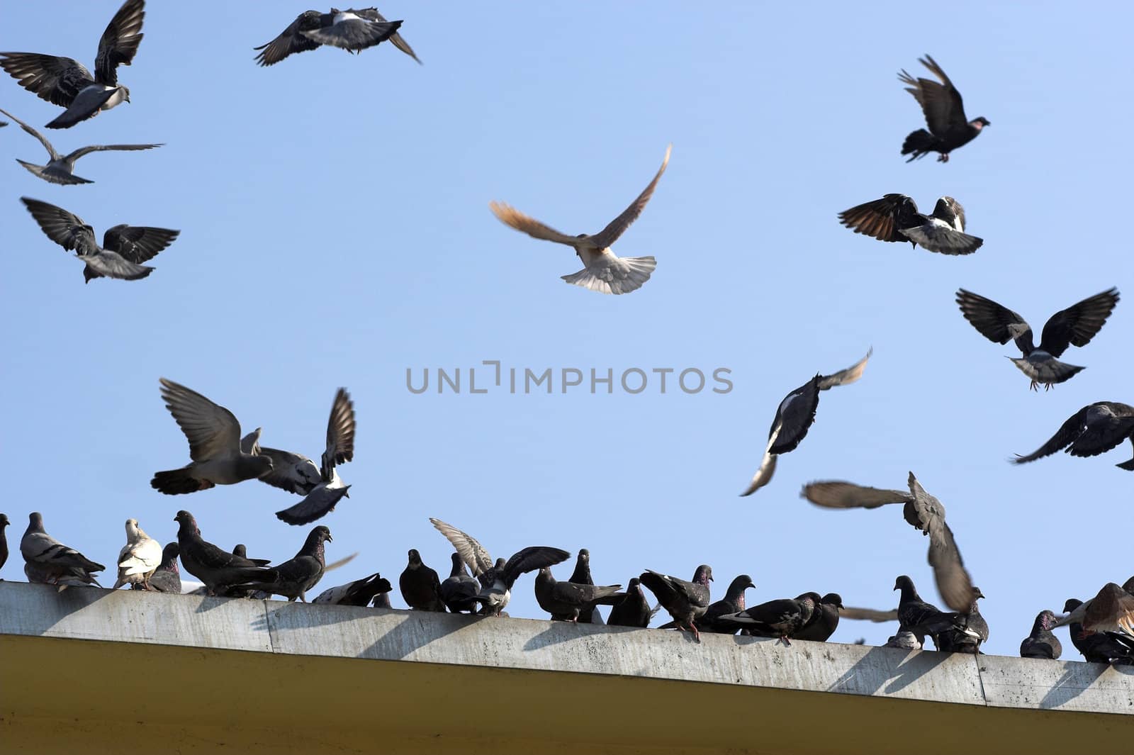 Flying birds by alexkosev