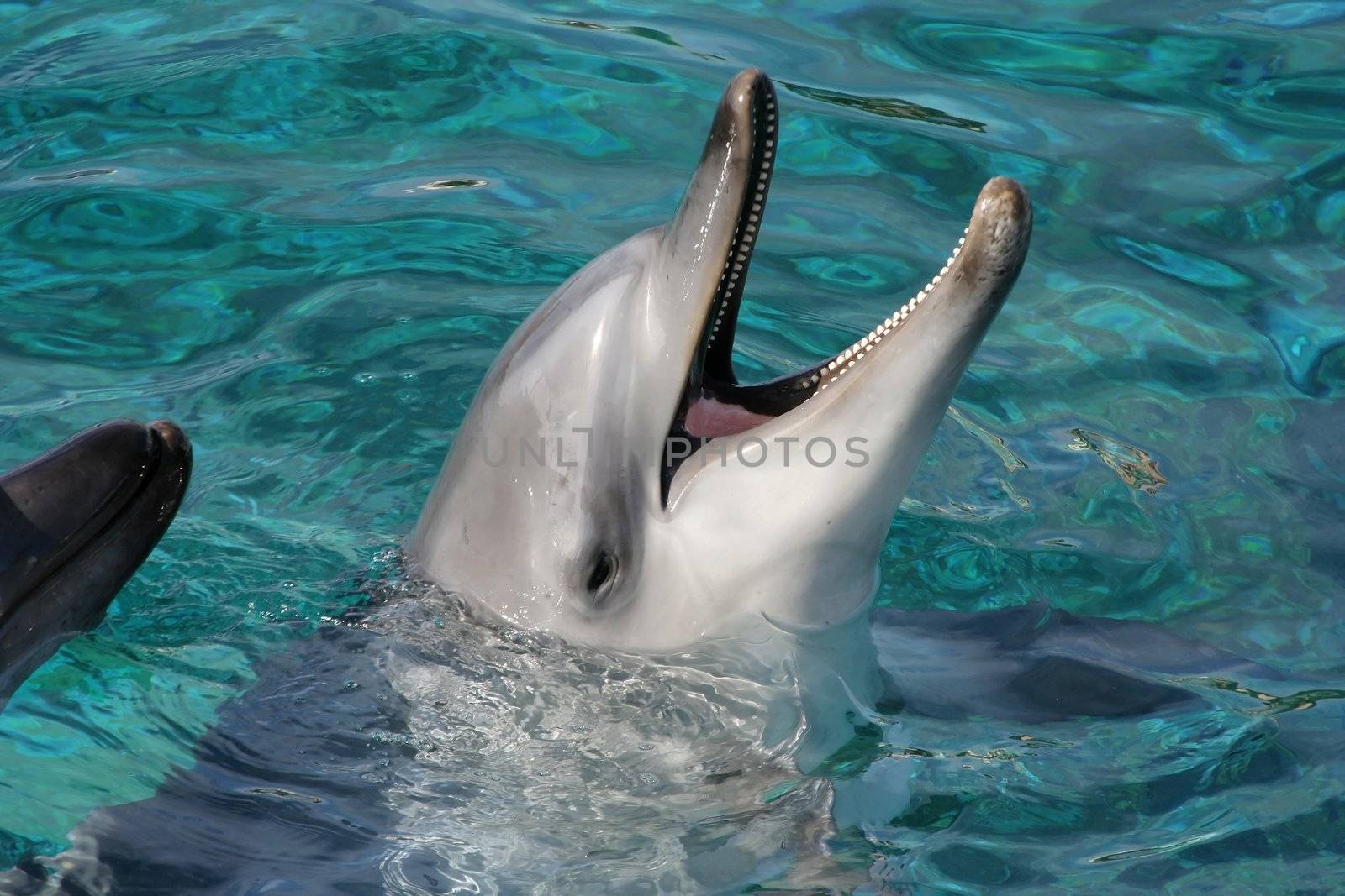 Portrait of a smiling Bottlenose dolphin in the blue water