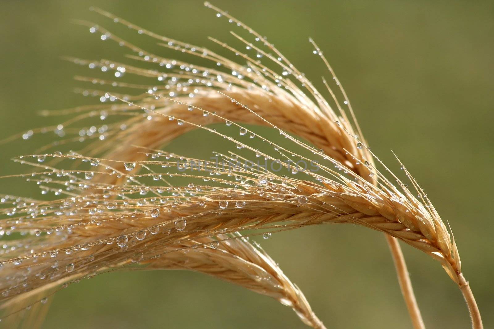 Wheat ears with water drops after a rain shower