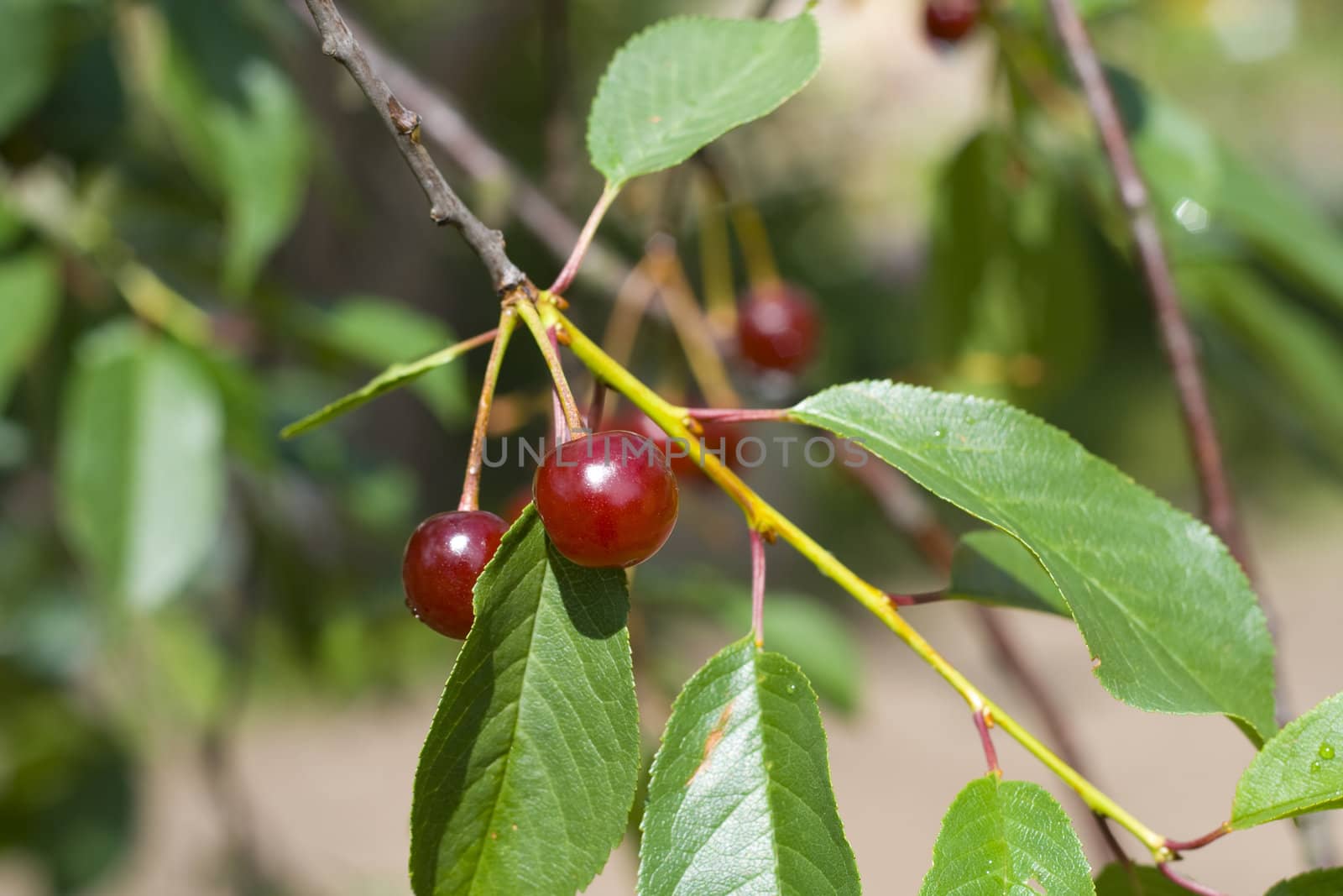 Close-up of pair cherries on a branch with leaves