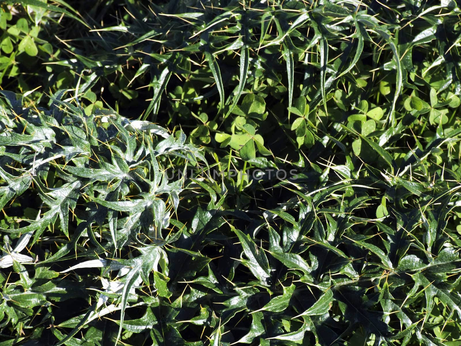 Wild green plants,weeds, and grass growing in an unattended field in Malta