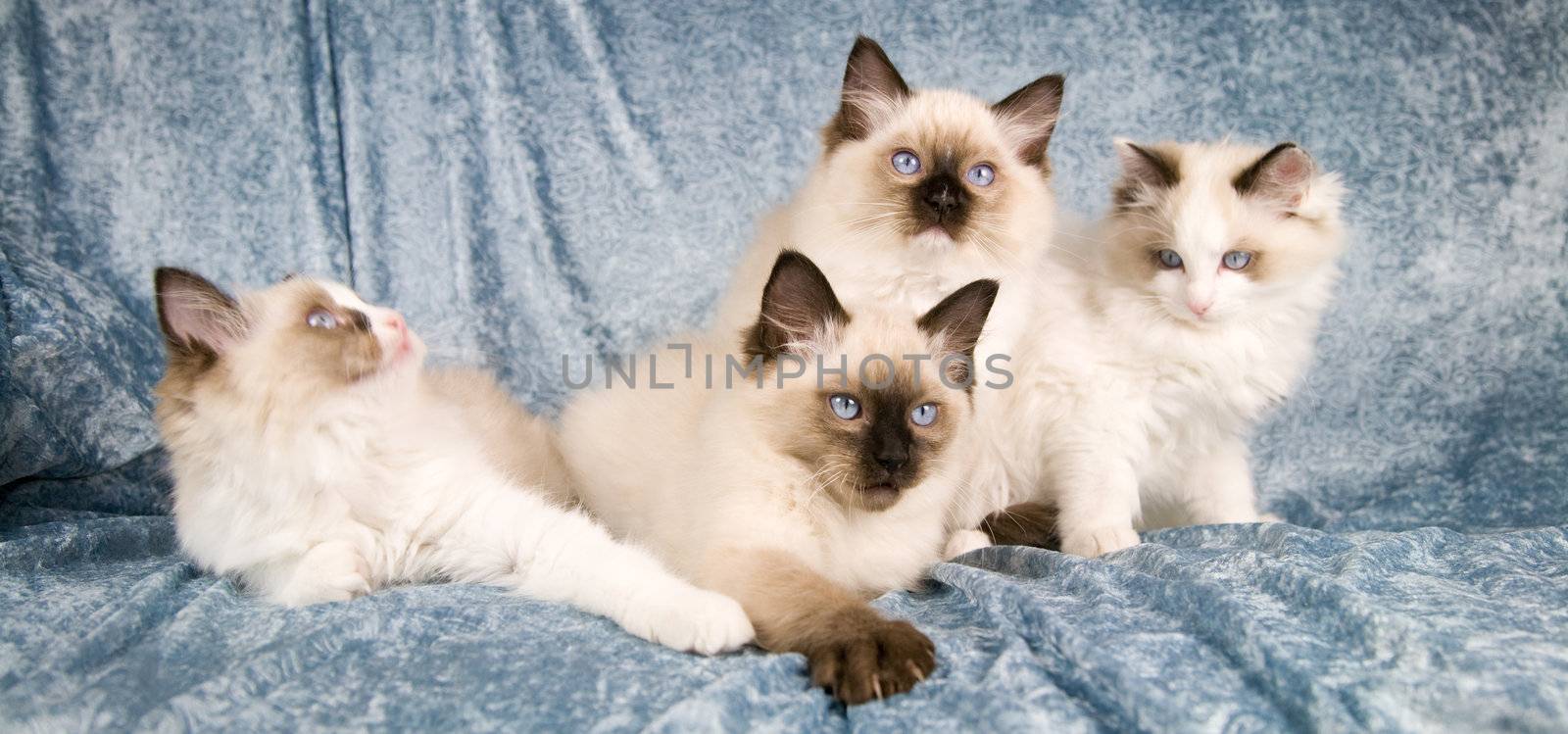 Ragdoll kittens by Fotosmurf