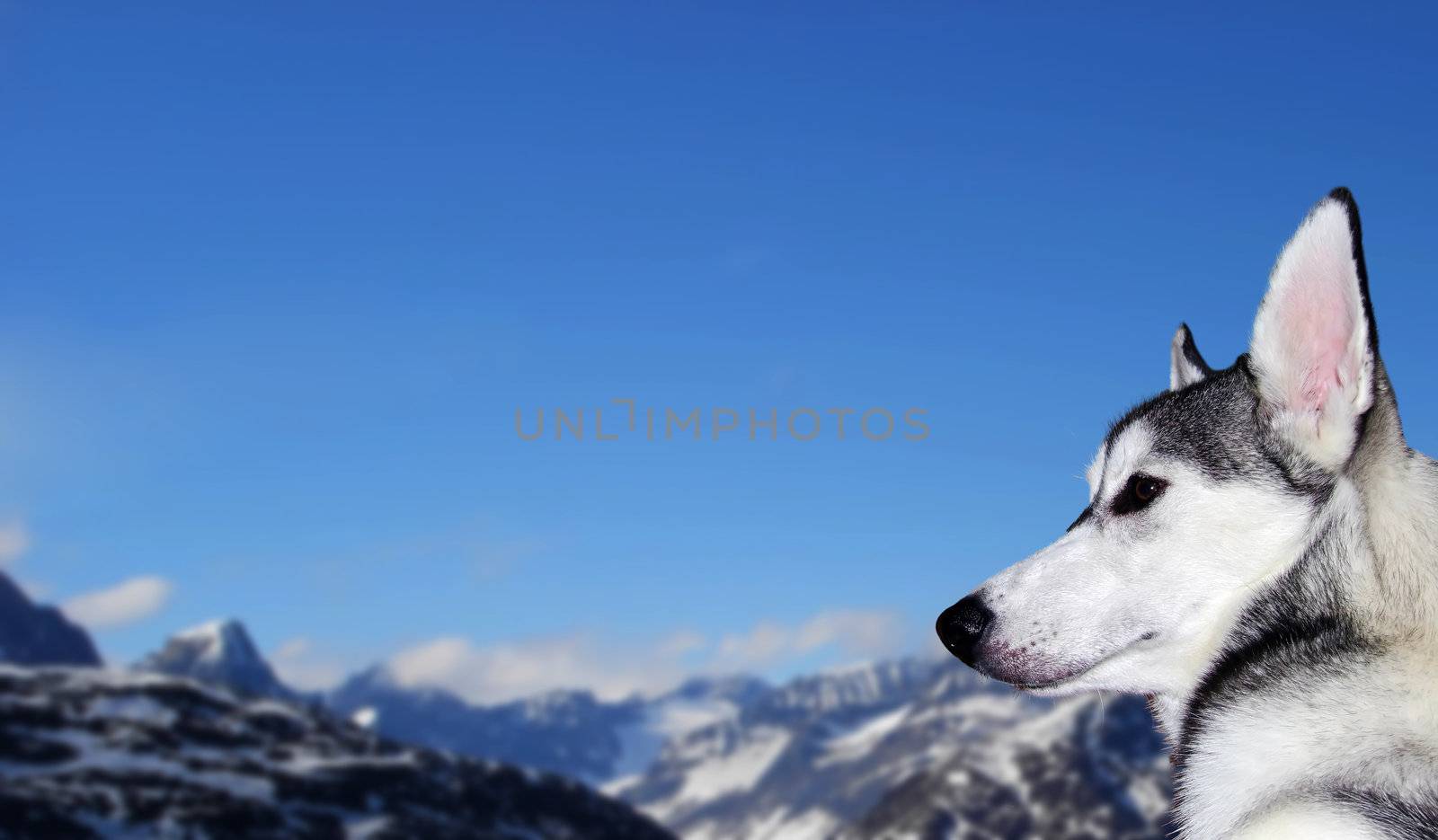 The reliable and loyal Siberian Husky, sled and working dog