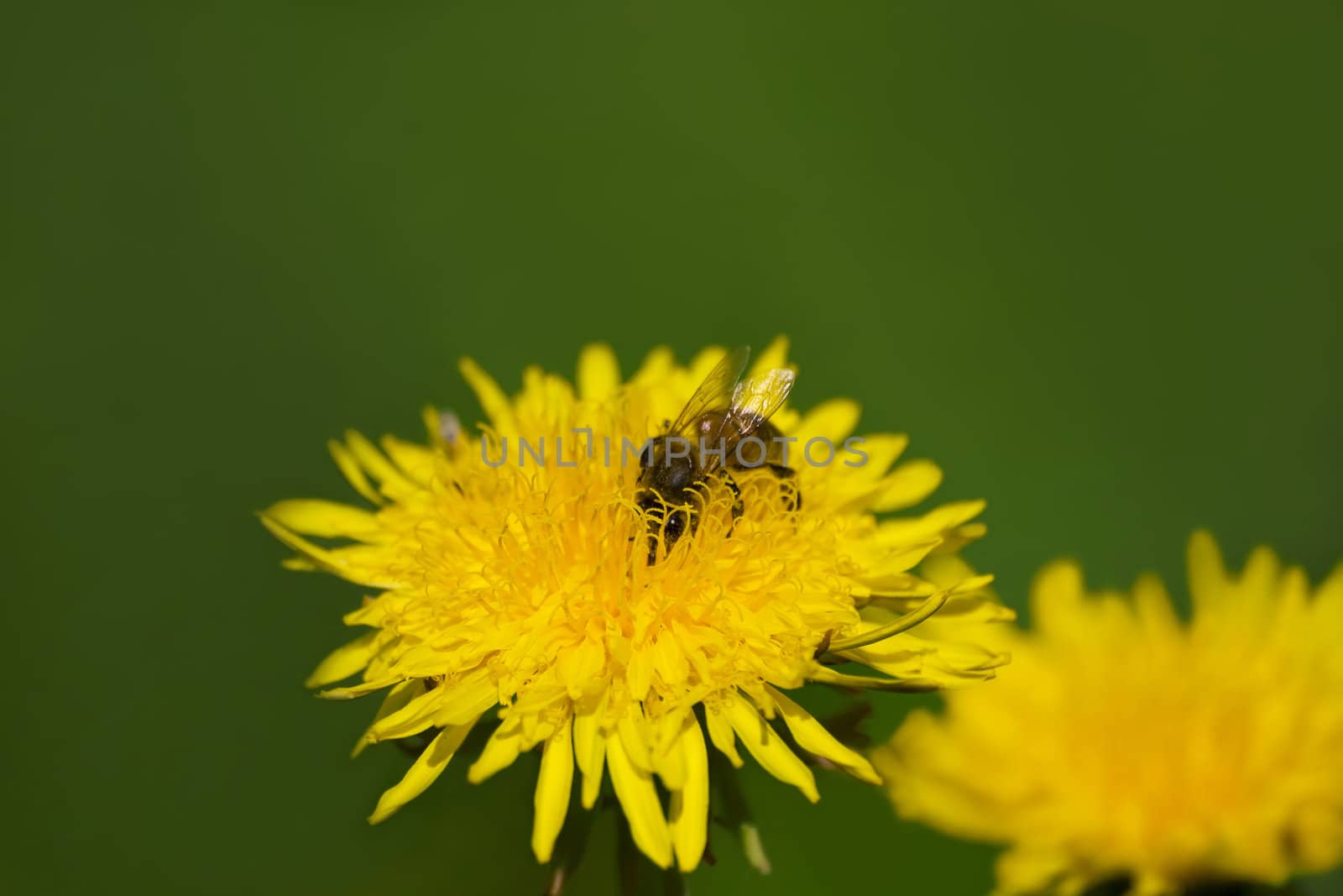 A honeybee diligently searches for food on a dandelion.