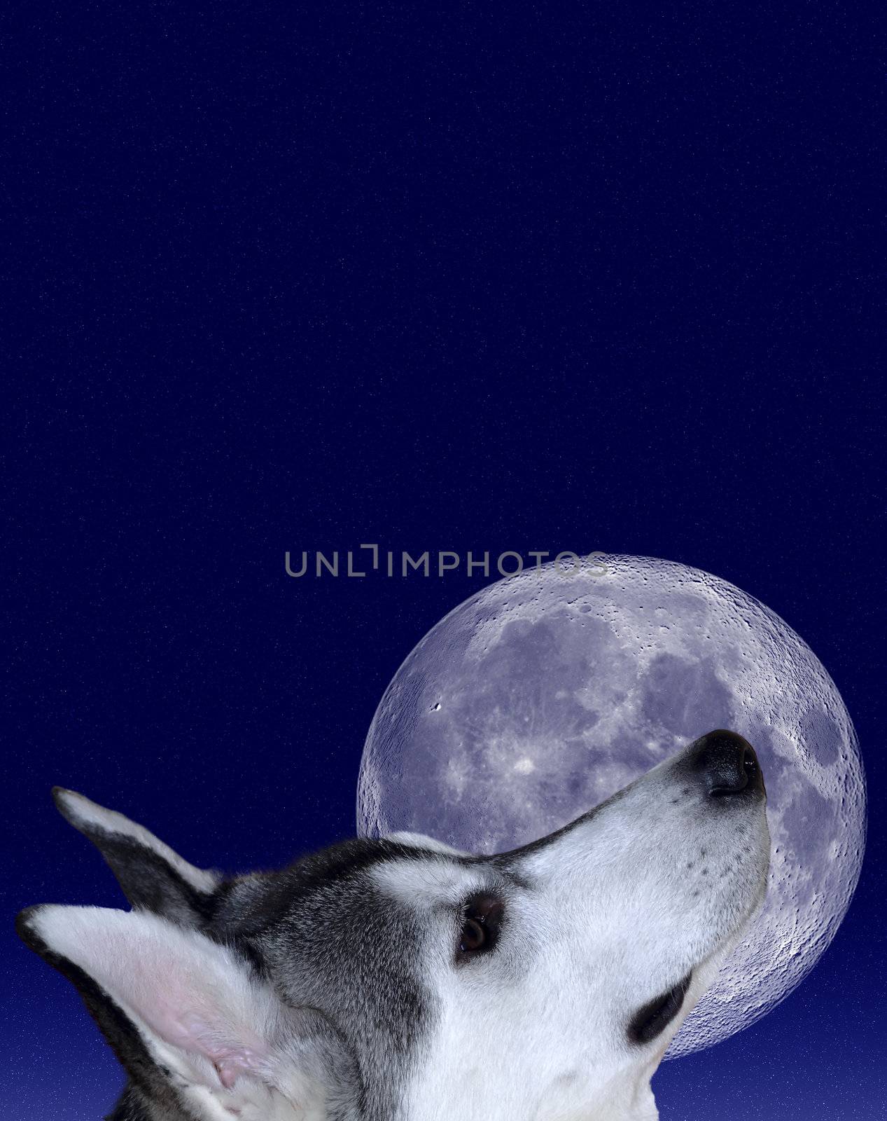 Image depicting man's best friend, the dog, howling at the moon