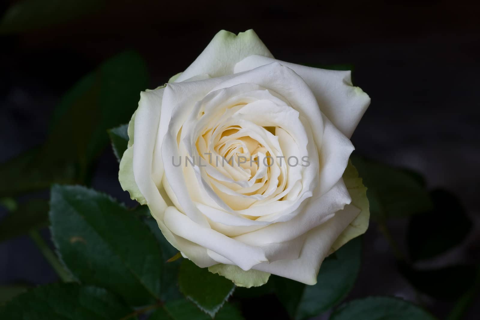 White rose 02 by Dan70