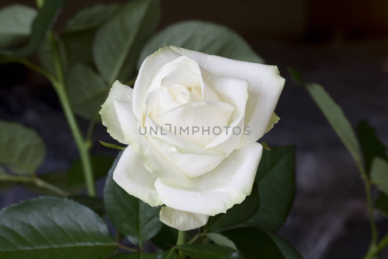 White rose 03 by Dan70