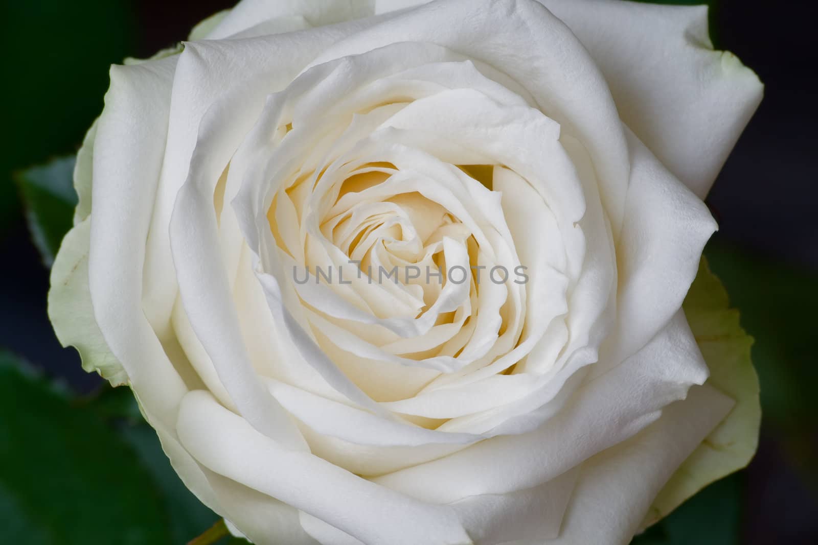 White rose 01 by Dan70