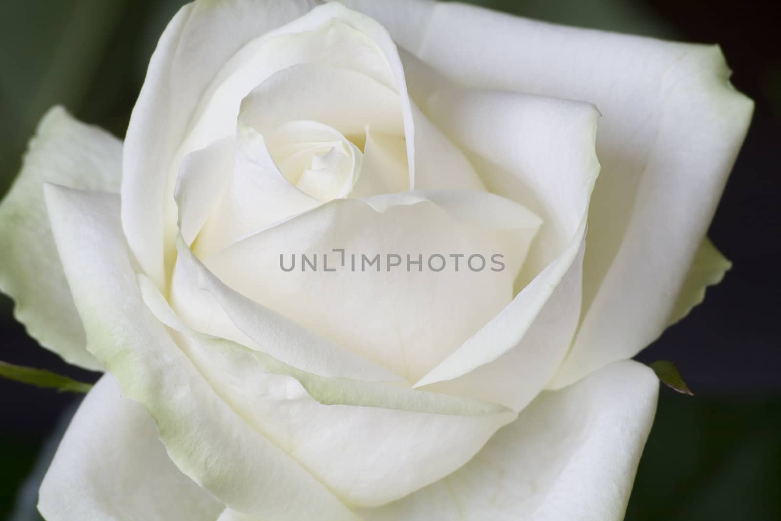 In a garden very beautiful white rose grew