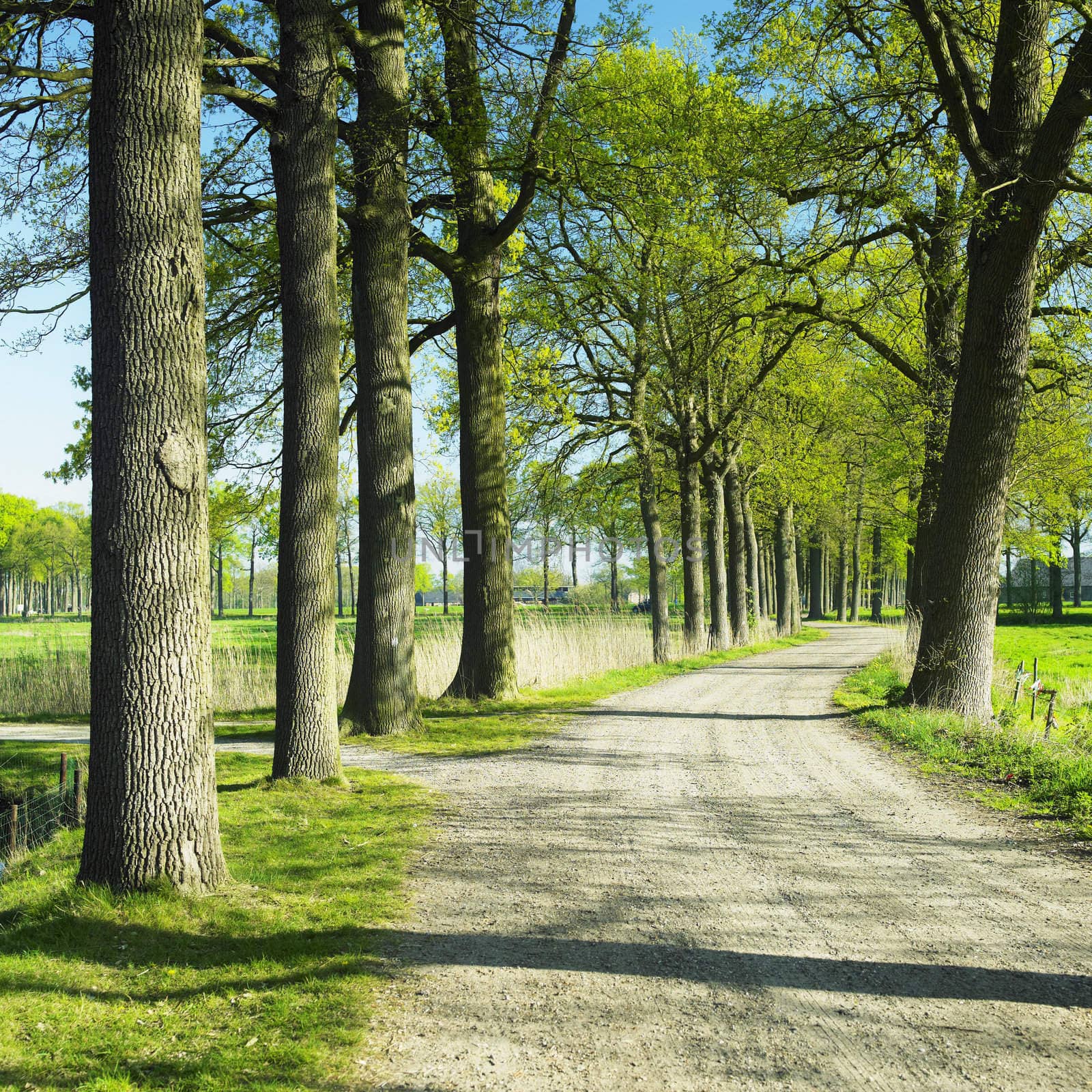 alley, County Netherlands