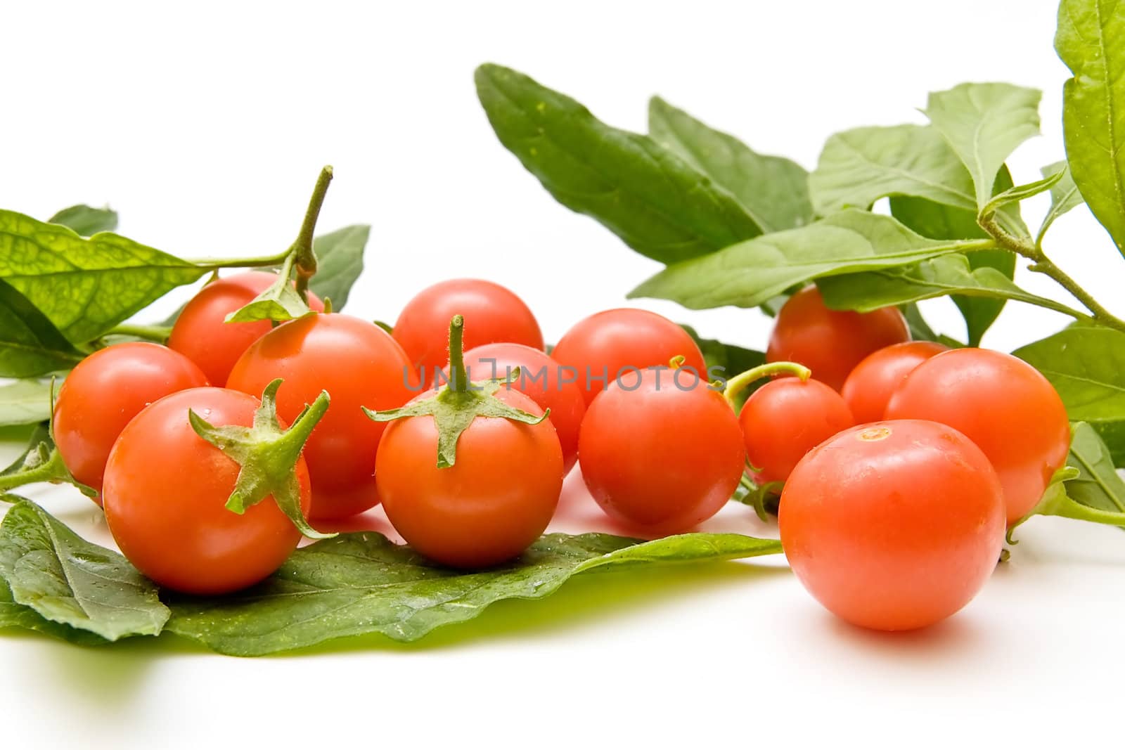 Freshly harvested tomatoes on white background