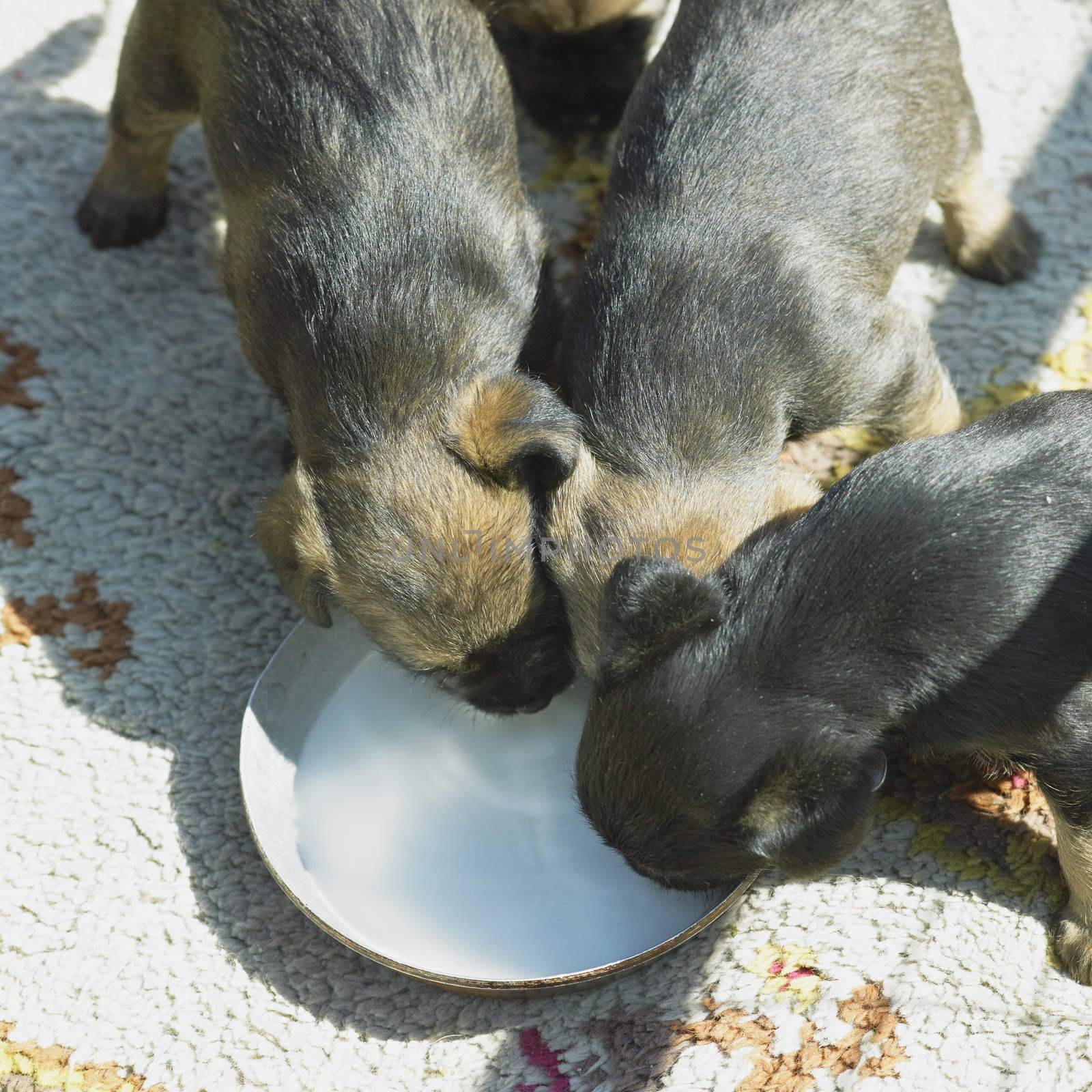 puppies (Border Terrier)