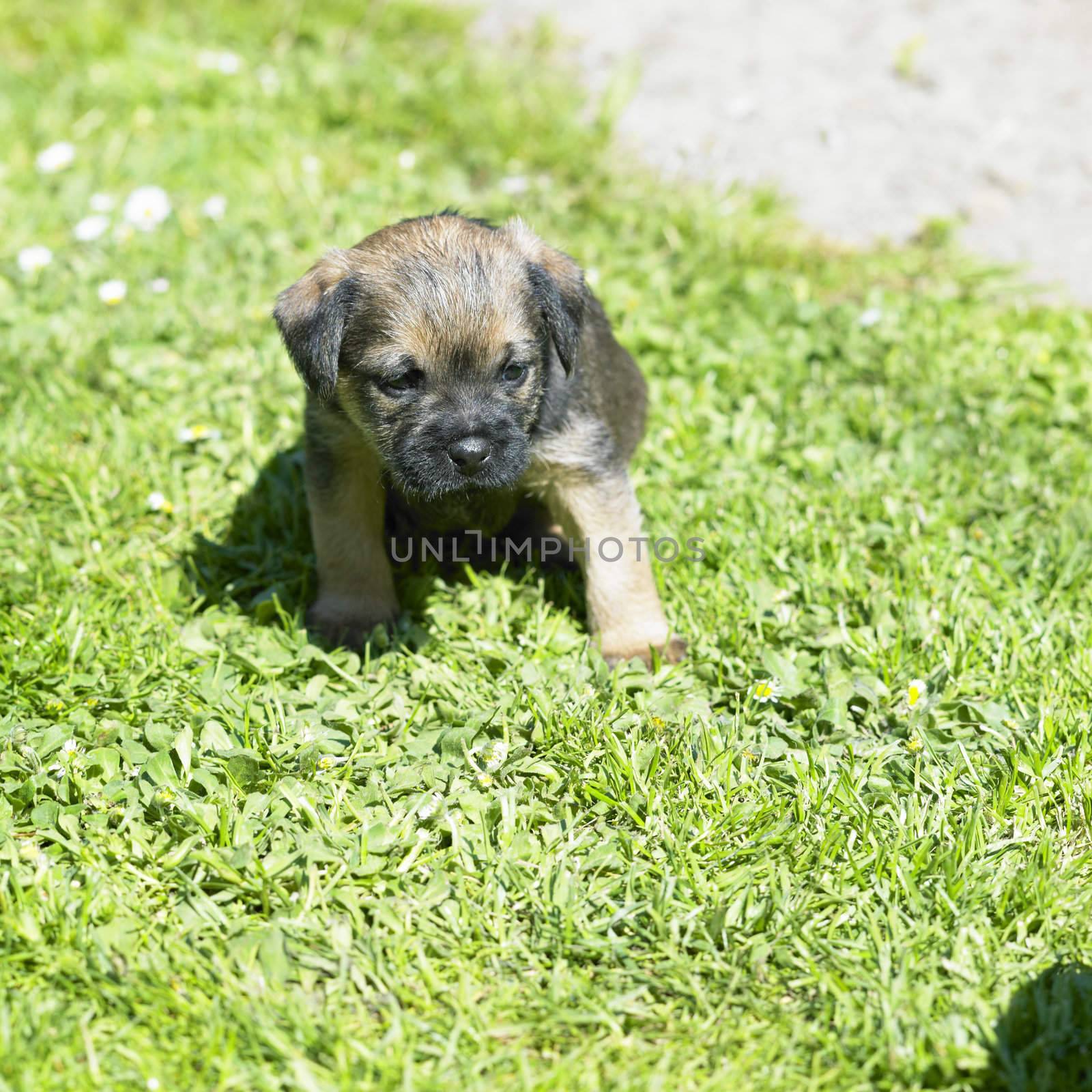 puppy (Border Terrier)