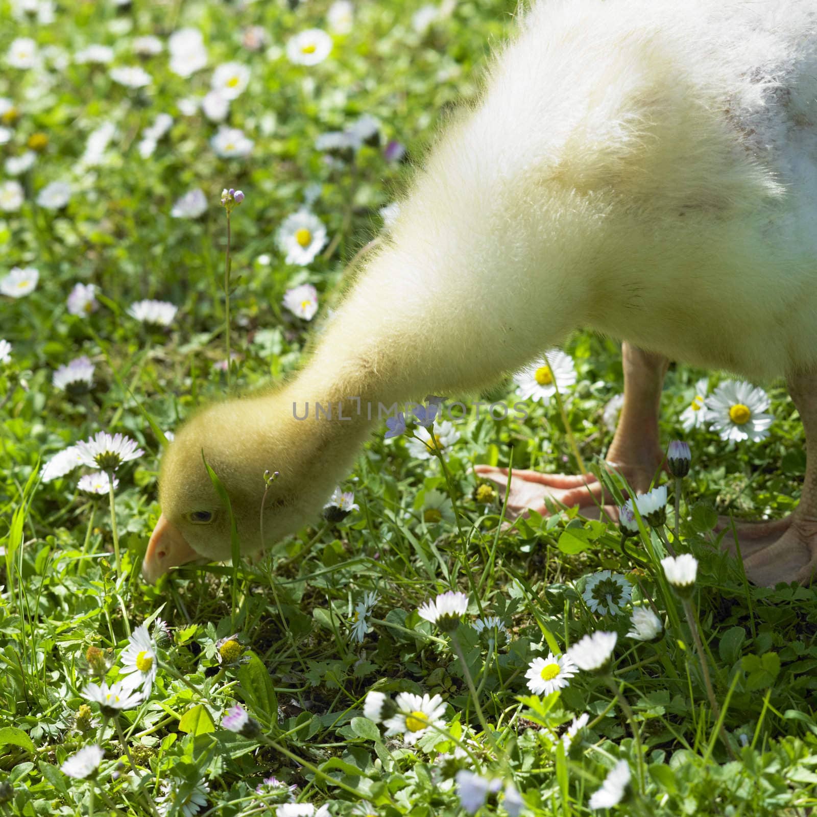 gosling