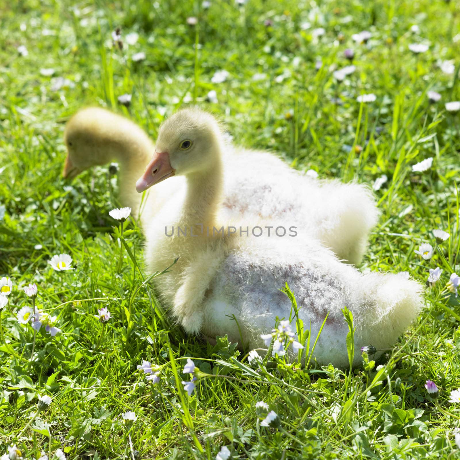 goslings by phbcz