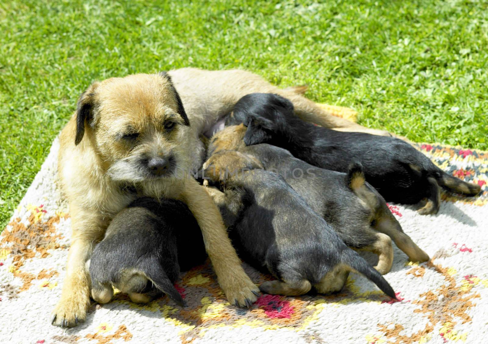female dog with puppies (Border Terrier)